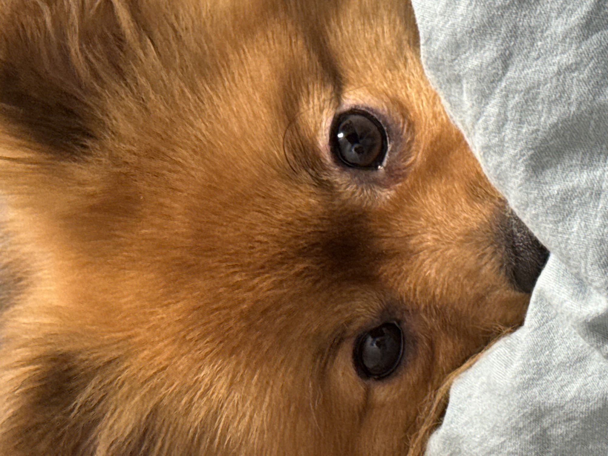 A close-up, head-on shot features the face of a Pomeranian dog. The dog's fur is a warm, reddish-brown color and appears fluffy. Its eyes are dark and round, with a slight reflection visible in them. The lower portion of the dog's face is partially obscured by a light blue, textured fabric, possibly a blanket or pillow. The background is out of focus, with the dog's head and eyes being the primary subjects. The lighting suggests it is daytime, with sunlight casting shadows and highlighting the texture of the dog's fur. There is no discernible indication of the location within the city of Khimki, Russia.