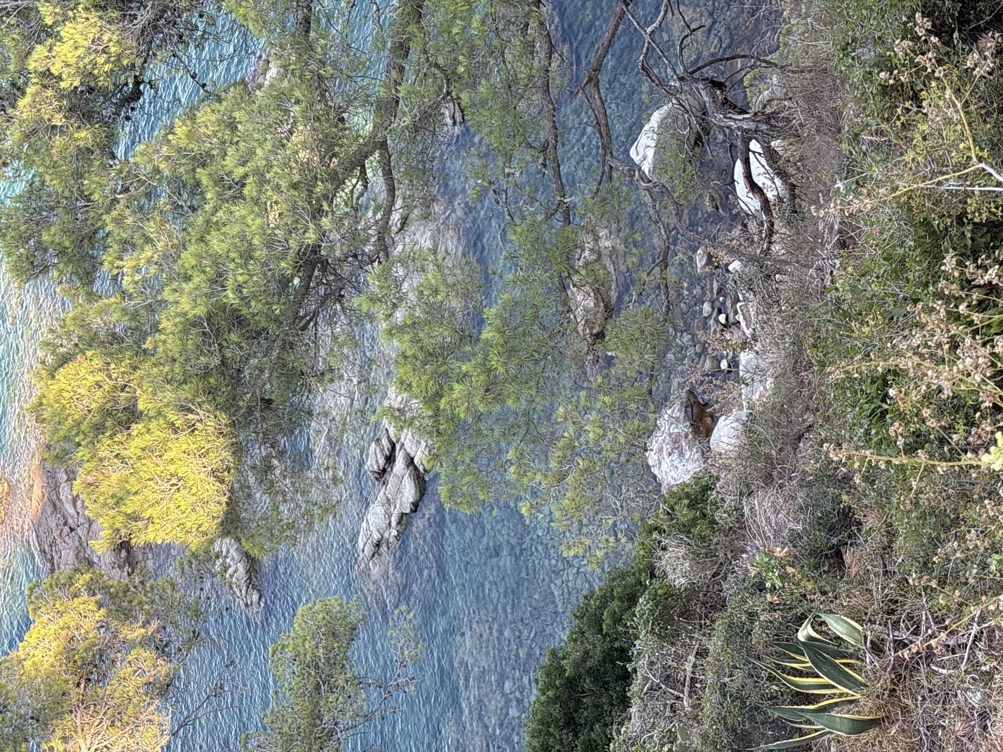 This is a high-angle, eye-level, full shot of a rocky coastline in Llafranc, Spain. The image captures the crystal-clear blue water of the Mediterranean Sea lapping against a rocky shore. Lush green trees, likely pine trees due to their needle-like foliage and branching structure, overhang the water. The sunlight illuminates parts of the trees, creating a dappled effect and highlighting the vibrant green of the leaves. The underwater environment is visible through the translucent water, revealing smooth, rounded rocks and pebbles on the seabed. In the foreground, there is dense vegetation, including some dry, shrubby plants and a prominent agave plant with its distinctive striped leaves. The scene suggests a natural, undisturbed coastal landscape.