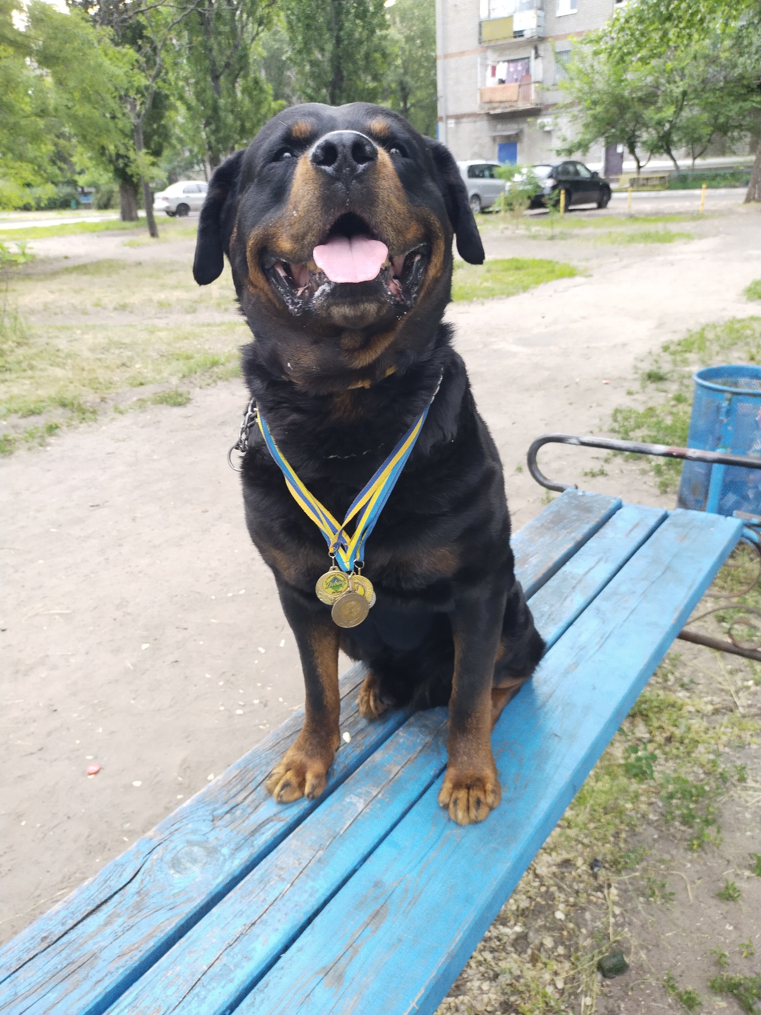 A black and tan Rottweiler dog is seated centrally on a weathered blue wooden bench in an outdoor urban setting in Horishni Plavni, Ukraine. The dog's head is angled slightly upwards, with its mouth open and tongue partially extended, and its eyes are partially closed. Around its neck are draped several gold-colored medallions attached to ribbons colored blue and yellow, consistent with the Ukrainian flag. A silver chain collar is visible beneath the ribbons. One medallion prominently displays "Діва" (Diva). The blue wooden bench extends from the lower left to the mid-right of the frame. The immediate ground behind the bench is dirt with patches of green grass and scattered debris. In the background, a light-colored, multi-story apartment building with balconies is visible on the right. Green trees with dense foliage are present throughout the background. A white car is parked on a paved road on the left, and a dark-colored car is visible near the apartment building on the right. A blue metal trash can is partially visible on the far right, behind the bench.