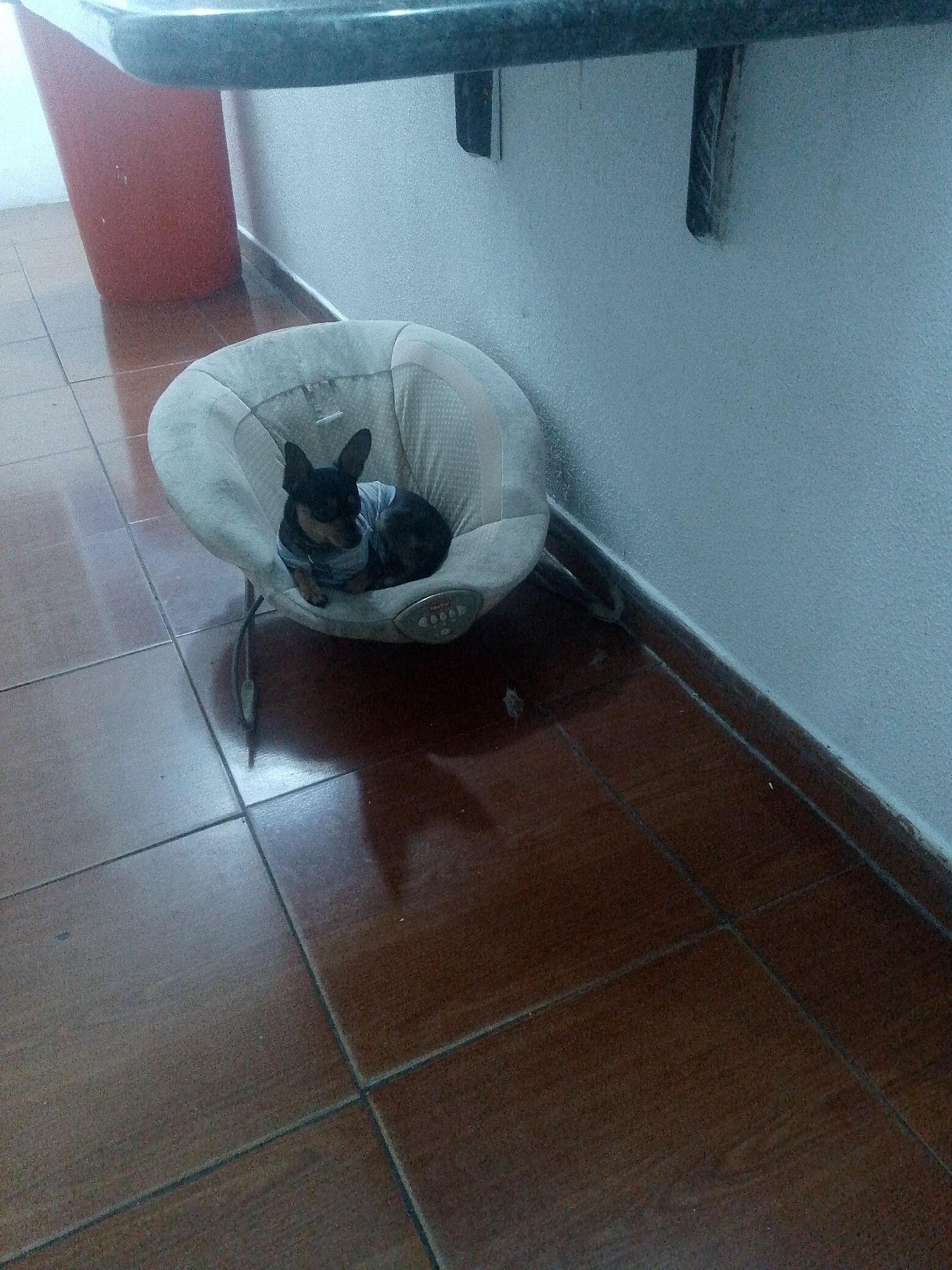 This image presents an indoor scene, likely within a home in Caracas, Venezuela. The main subject is a small black dog, possibly a Miniature Pinscher, with erect ears. The dog is comfortably nestled within a light beige or tan baby bouncer or infant seat and is wearing a light blue and white striped shirt. The bouncer features control buttons on its side, and the brand name "Fisher-Price" is partially visible.
The bouncer rests on a dark brown tiled floor with visible grout lines. In the background, to the left, a tall, red, cylindrical object, resembling a trash can or a planter, stands against a plain, light blue-grey wall. A dark countertop, possibly granite or a similar material, extends across the upper portion of the frame, suggesting the setting might be a kitchen or utility area. The lighting is soft and even, typical of an indoor environment without direct harsh light. The dog appears calm and relaxed, making for a tranquil domestic scene.