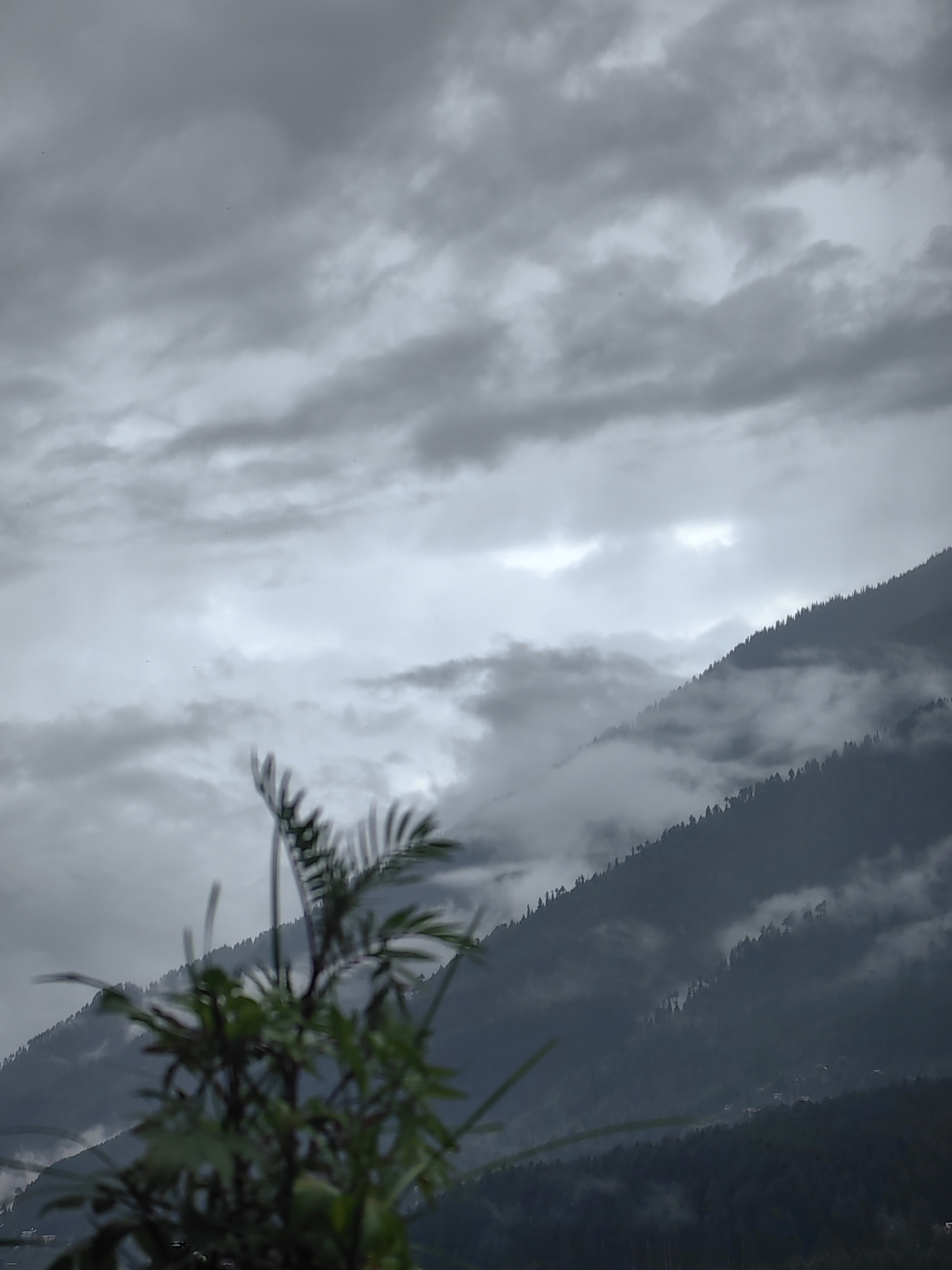 The image depicts a mountain landscape under an overcast sky. In the foreground, a blurred green plant with feathery leaves is visible. The middle ground is dominated by steep, tree-covered mountain slopes partially obscured by clouds and mist. The trees appear to be coniferous, forming a dense, dark line along the contours of the mountains. In the distance, layers of mountains fade into the hazy atmosphere. The sky is filled with thick, gray clouds, with some lighter patches suggesting diffused sunlight. The overall mood is somber and atmospheric, characteristic of a cloudy or misty day in a mountainous region. The specific location is Vashisht, India, a town known for its natural beauty and hot springs, situated in the Himalayas.