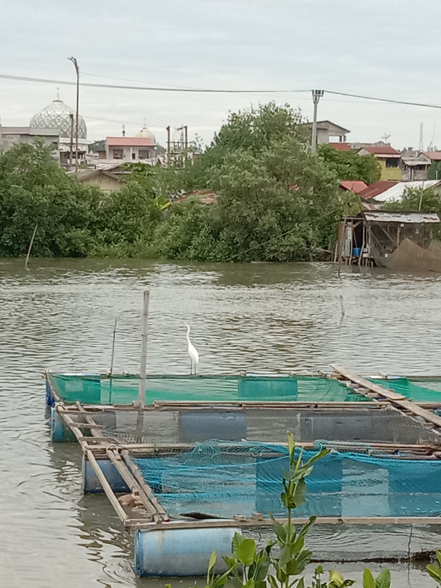 A white egret stands on a floating aquaculture cage in the water. In the background, there are mangrove trees, buildings with red roofs, and two mosque domes. The sky is overcast.