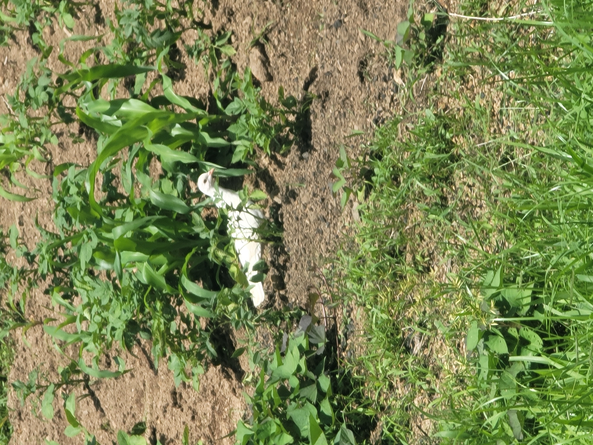 A white bird stands in a garden, amidst rows of corn and other plants. The bird is facing to the left, with its head slightly turned towards the viewer. The ground is covered in soil and dry leaves. The scene is bathed in sunlight, suggesting it is daytime. The location is identified as the city of Jos, Nigeria.