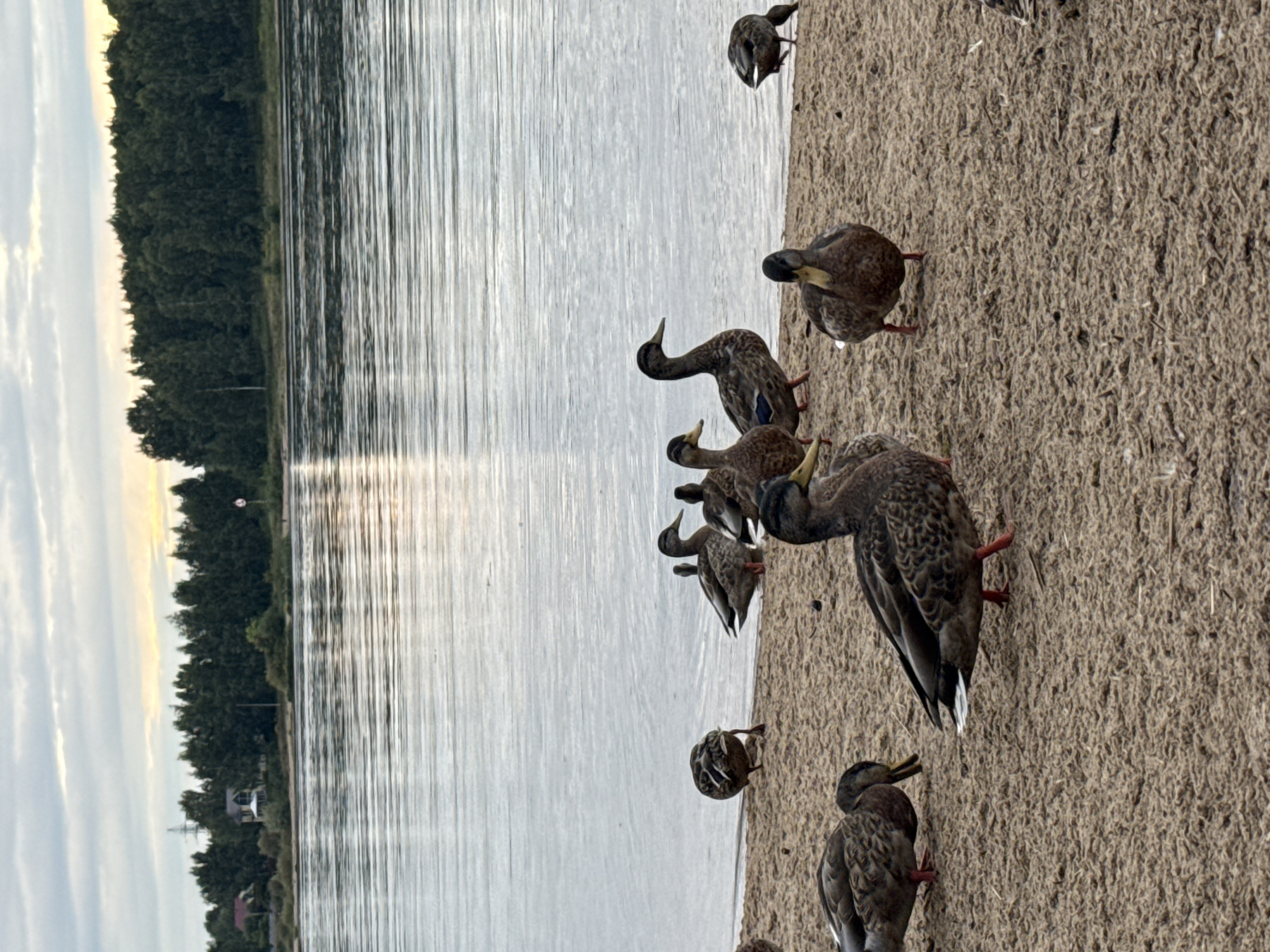 A flock of mallard ducks is gathered on a sandy shore next to a body of water. The water is calm with ripples reflecting the cloudy sky, which has streaks of pale yellow and orange suggesting sunrise or sunset. In the background, a dense line of dark green trees forms the horizon, with a few houses and a power line visible amongst them. The ducks are of various sizes and are standing or walking on the sand. Some are facing the water, while others are looking towards the camera or at each other. The sand is light brown and appears to have some small debris on it. The overall impression is a natural, tranquil scene by the water.