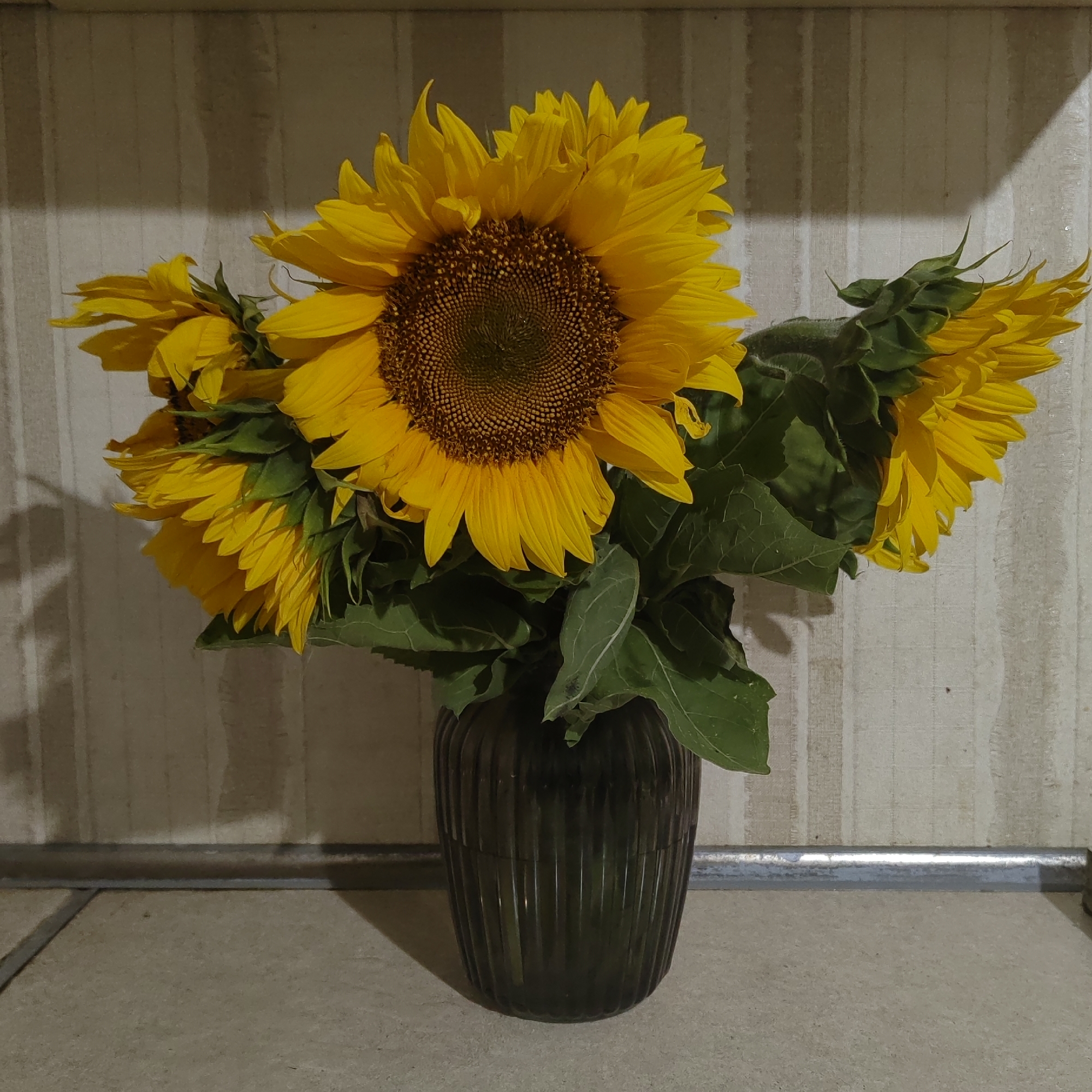 A bouquet of sunflowers is arranged in a dark green, ribbed vase. The sunflowers, in various stages of bloom, display vibrant yellow petals and brown centers. Large green leaves are intertwined with the flowers. The vase rests on a light-colored, textured surface, possibly a countertop. Behind the vase, a wall with a vertical striped pattern is visible. A metallic rod runs horizontally across the lower portion of the background. The lighting suggests an indoor setting, casting shadows on the wall and surface. The scene is a still life composition with no people or animals present. The specific location in Chigiri, Russia, cannot be determined from the visual information provided in the image.
