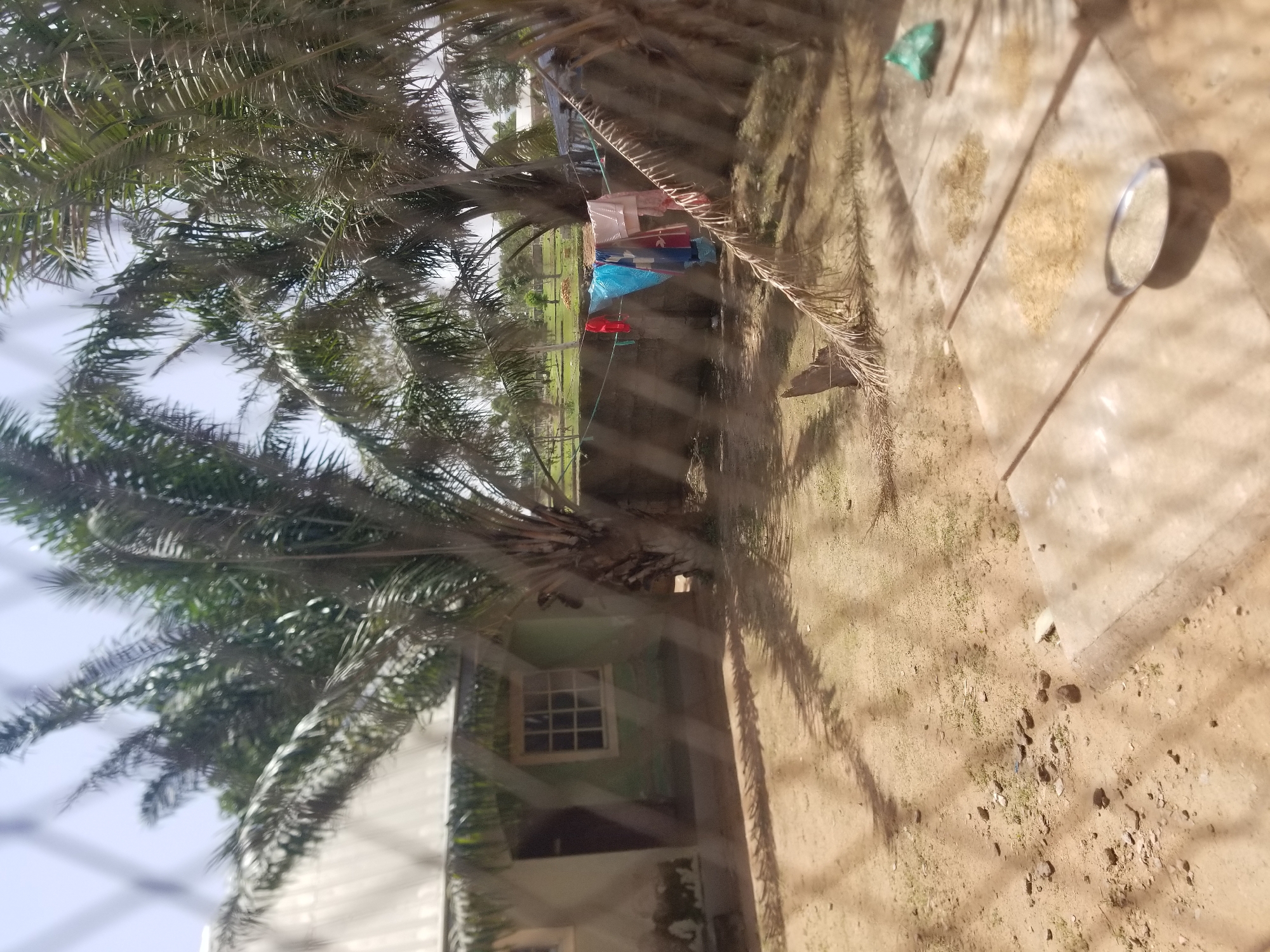 This media file depicts an outdoor scene, likely in Jauro Yinu, Nigeria. The primary subjects are a large palm tree in the foreground, with its fronds casting shadows across the frame. Through the fronds and a wire fence, a glimpse of a building can be seen, featuring a green wall and a small, multi-paned window.
In the background, laundry is hanging on a line, with items of various colors, including blue, red, and pink. Beyond the laundry, a grassy area is visible, suggesting a yard or open space. The ground in the foreground appears to be dirt or sand, with scattered debris and a light-colored surface, possibly a concrete slab, in the upper right portion of the image. A circular object, perhaps a metal ring or dish, rests on this surface, catching the light. There are also small piles of what appears to be dried material, possibly grain or seeds, spread out on what looks like cloths or mats. A small green object, possibly a piece of cloth or plastic, is also visible on the ground.
The lighting suggests it is daytime, with strong shadows indicating bright sunlight. The overall impression is of a domestic setting, possibly a rural or semi-rural area, with everyday activities such as laundry drying in the sun. There is no visible text in the image.