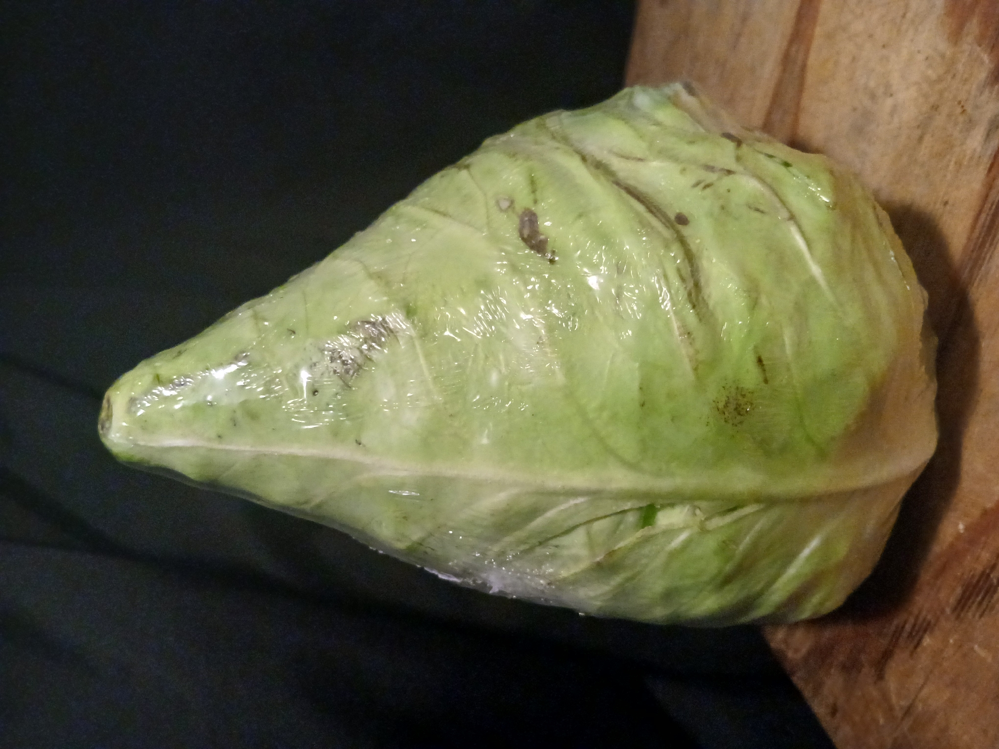 A pale green, conical cabbage, wrapped in clear plastic, rests on a weathered wooden surface against a dark background. The cabbage has visible veins and some dark speckles on its leaves. The plastic wrap is slightly wrinkled and reflects the light, giving the cabbage a shiny appearance. The wooden surface has visible grain and appears to be a cutting board or tabletop. The overall lighting is dim, with the cabbage being the primary illuminated subject. The image does not provide any information about its location in the city of Douai, France.