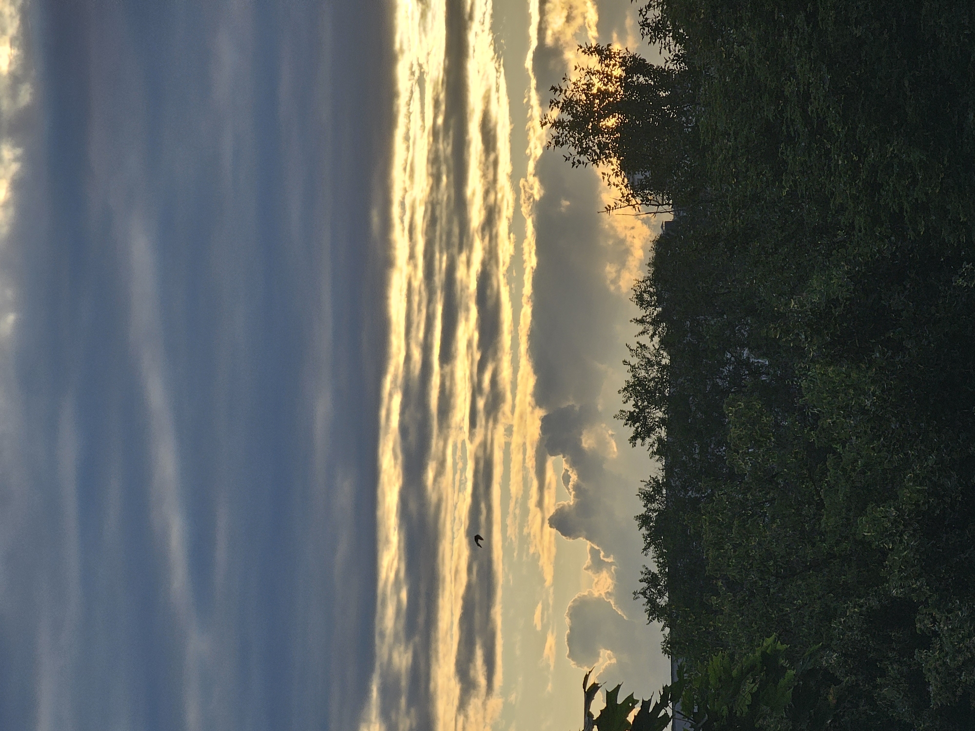 The image captures a twilight sky over a densely treed urban landscape, likely in Khimki, Russia, given the context provided. The sky is dramatic, with layered clouds of dark gray and blue dominating the upper portion. Below these, a band of bright, golden light pierces through, creating a striking contrast. This warm light illuminates thinner, horizontal clouds, suggesting the sun is setting or has just set below the horizon. Scattered, puffier clouds with shadowed undersides are visible in the middle ground, adding depth.
A single bird in silhouette is captured mid-flight in the upper portion of the sky, adding a dynamic element to the scene. The foreground is occupied by the dark, dense canopy of trees, which form a thick green line across the bottom of the frame. Some lighter green foliage, possibly from a larger leafed plant or tree, is visible on the left edge. The trees obscure most of the ground and any structures, suggesting the photo was taken from a higher vantage point, such as an apartment building. The overall mood is serene yet dramatic, characteristic of a twilight sky. There are no discernible people, specific buildings, or vehicles visible in the image.