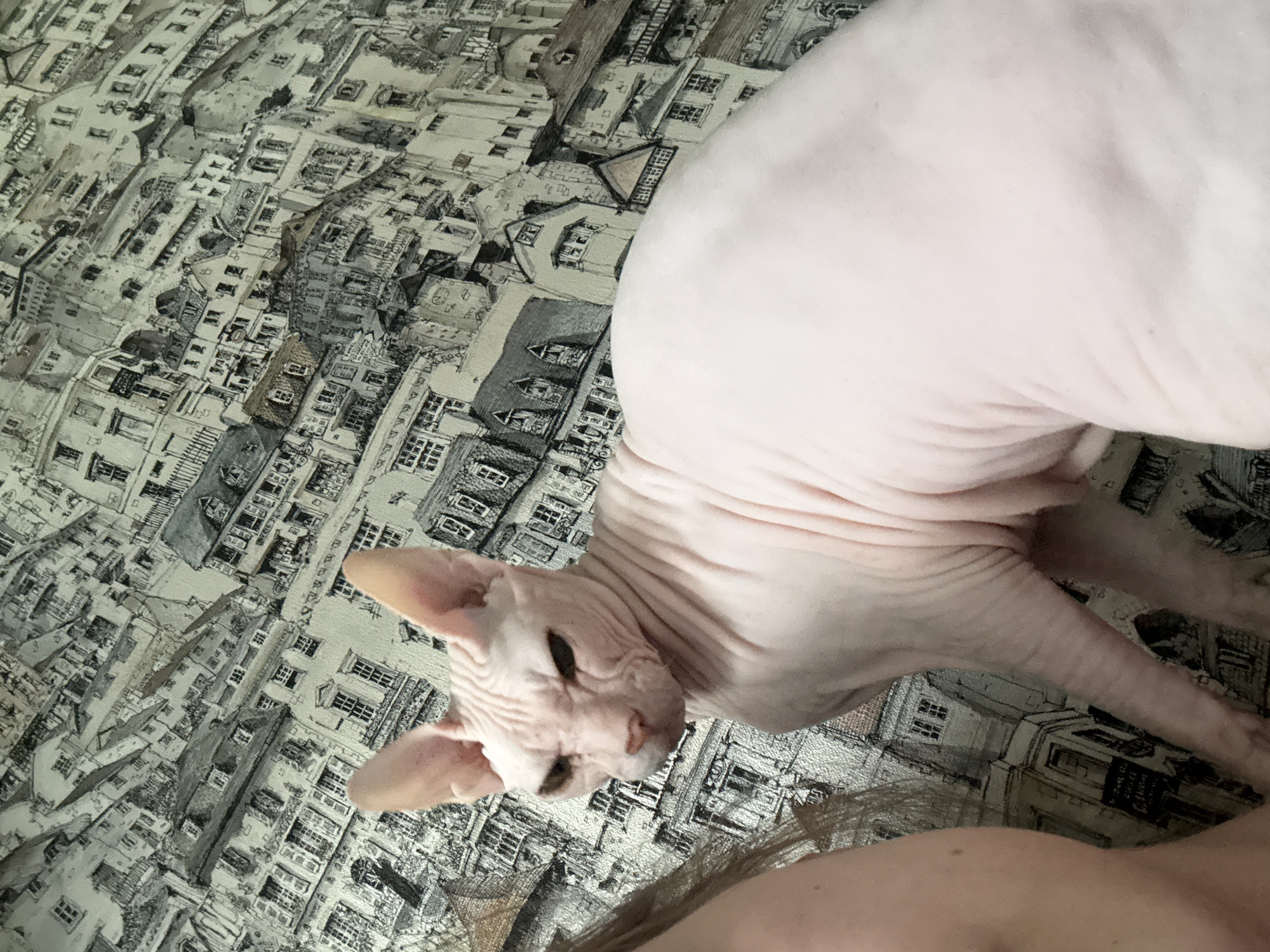 A Sphynx cat is positioned in the foreground of the image, facing towards the left with its head turned to look at the camera. The cat is light pink in color and has prominent wrinkles on its face and body. Its eyes are dark and appear to be narrowed. Behind the cat, the background is a patterned wallpaper depicting a dense, intricate drawing of European-style buildings and rooftops. The pattern is monochromatic, in shades of grey and white, creating a textured and detailed backdrop. Part of a person's shoulder and arm are visible on the far left of the image, blurred and out of focus. The scene is lit from above and to the right. There is no information available to determine the location within the city of Krasnoyarsk, Russia.