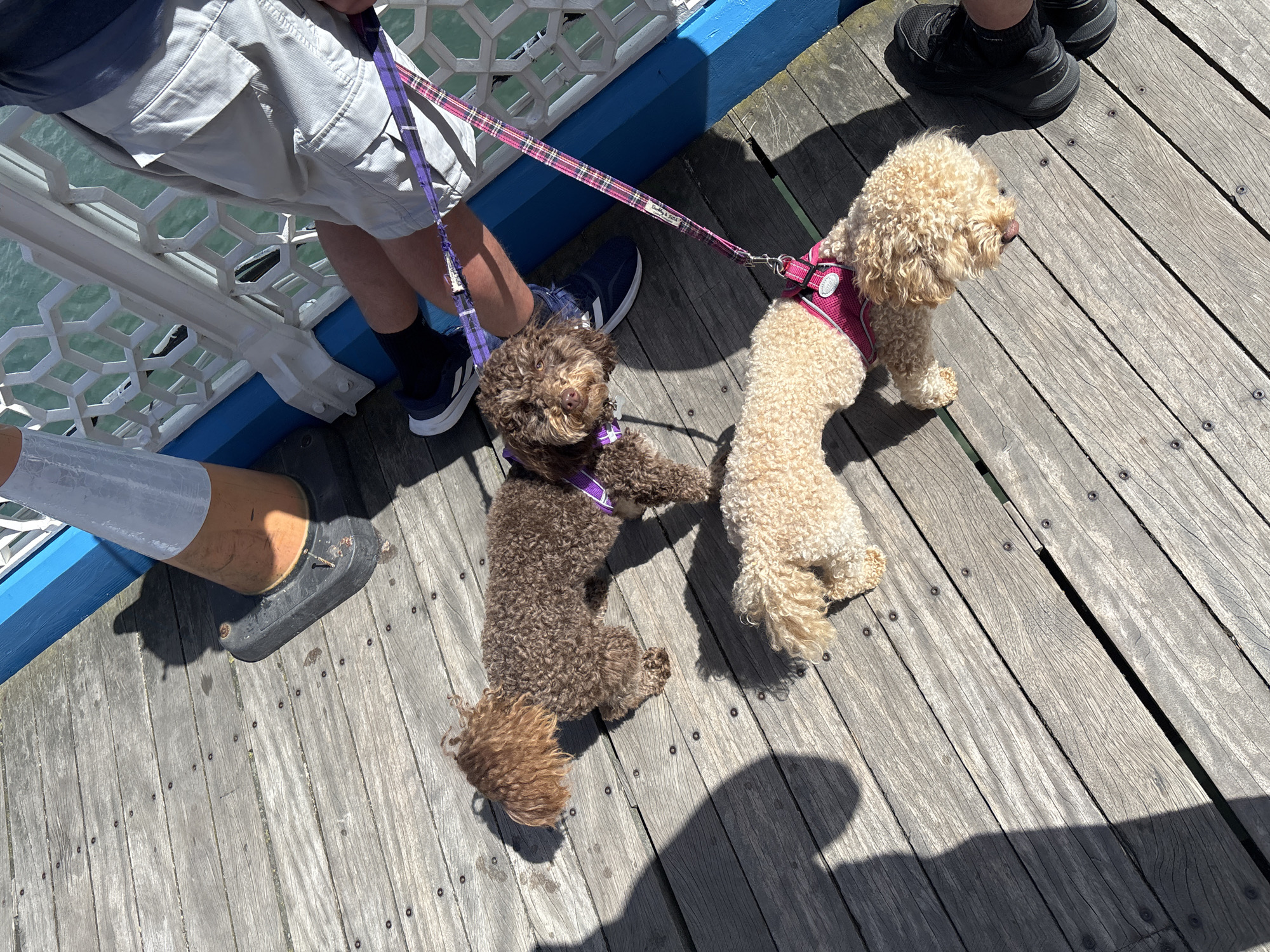 The image shows two dogs on a wooden pier. A man stands near the dogs, holding their leashes. The pier has white railings and a blue base. A safety cone is positioned near the railings. The location is the pier in Llandudno, United Kingdom.