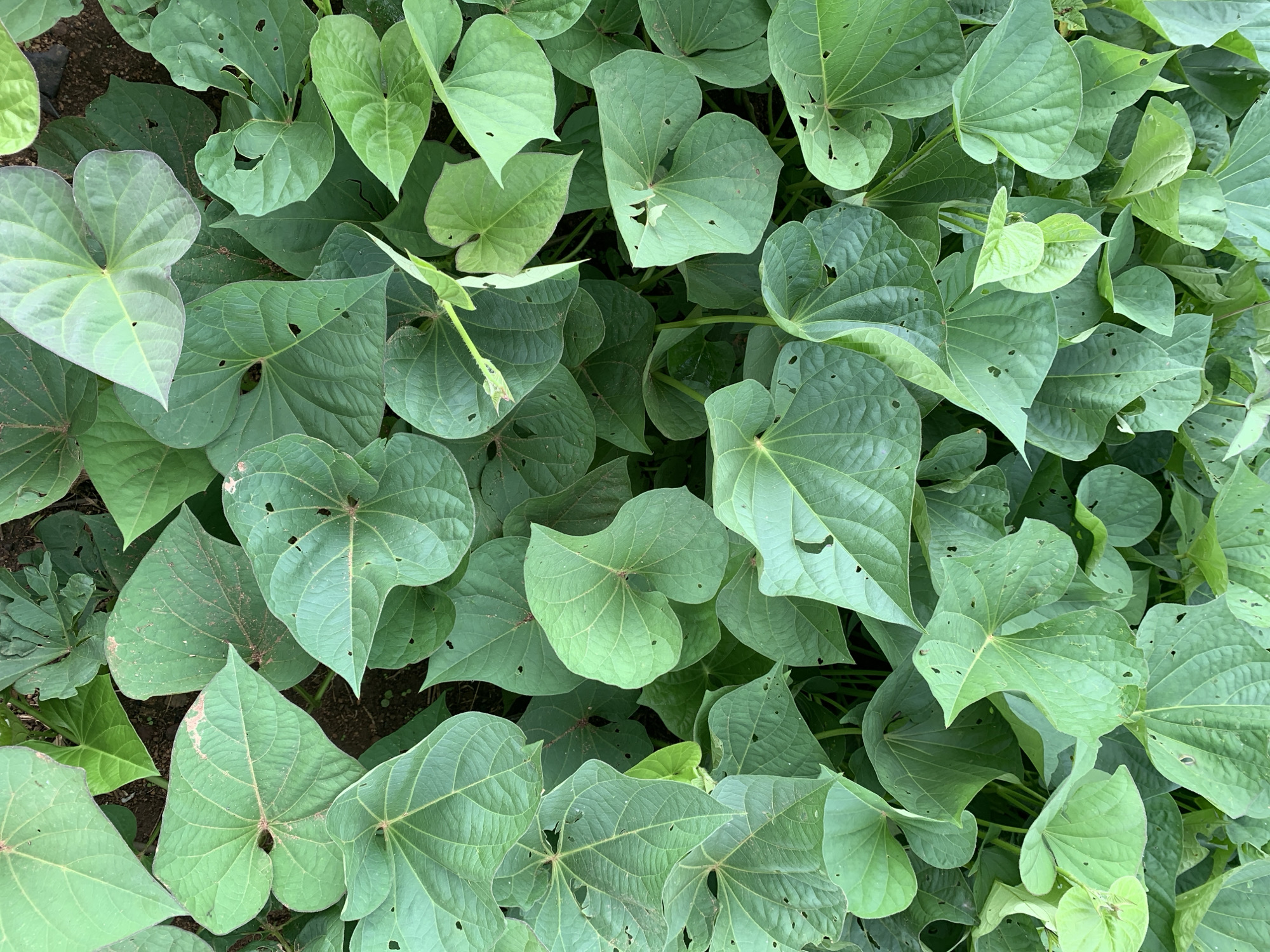 The image displays a dense patch of green sweet potato plants. The leaves are broad and heart-shaped, with visible veins. Some leaves show minor damage from insect feeding, evidenced by small holes. The plants are growing in dark soil, with some dry brown patches visible on the ground. The lighting suggests it is daytime, with sunlight dappling through the leaves. The scene is a close-up, overhead view of the foliage, with no people or man-made structures visible. The location is specified as Kuru Karama, Nigeria.