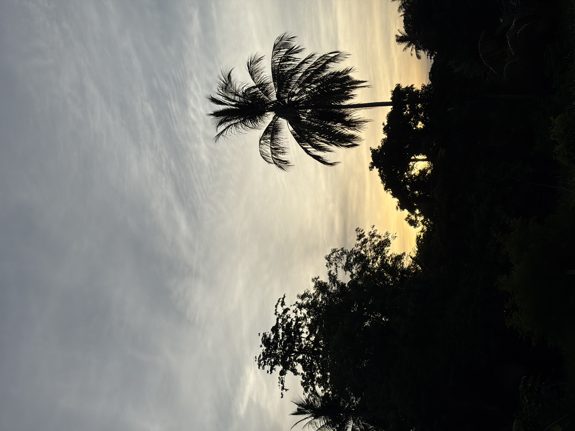 The image depicts a silhouetted palm tree against a dusky sky, likely at sunset. Wispy clouds streak across the sky, transitioning from a pale gray on the left to a warm yellow hue on the right, indicating the sun is low on the horizon. Dense, dark foliage forms a backdrop on the right side of the image, with other palm trees and various trees creating a lush, tropical silhouette.
The scene evokes a sense of tranquility and natural beauty, characteristic of a tropical evening. The lighting suggests it is either sunrise or sunset. The location cues, such as the palm trees and dense vegetation, along with the provided context of Baan Mae Nam, Thailand, strongly suggest a tropical or subtropical setting. No people or text are visible in the image. The composition focuses on the stark contrast between the dark silhouettes of the trees and the colorful, cloudy sky, creating a visually dramatic and peaceful atmosphere.
