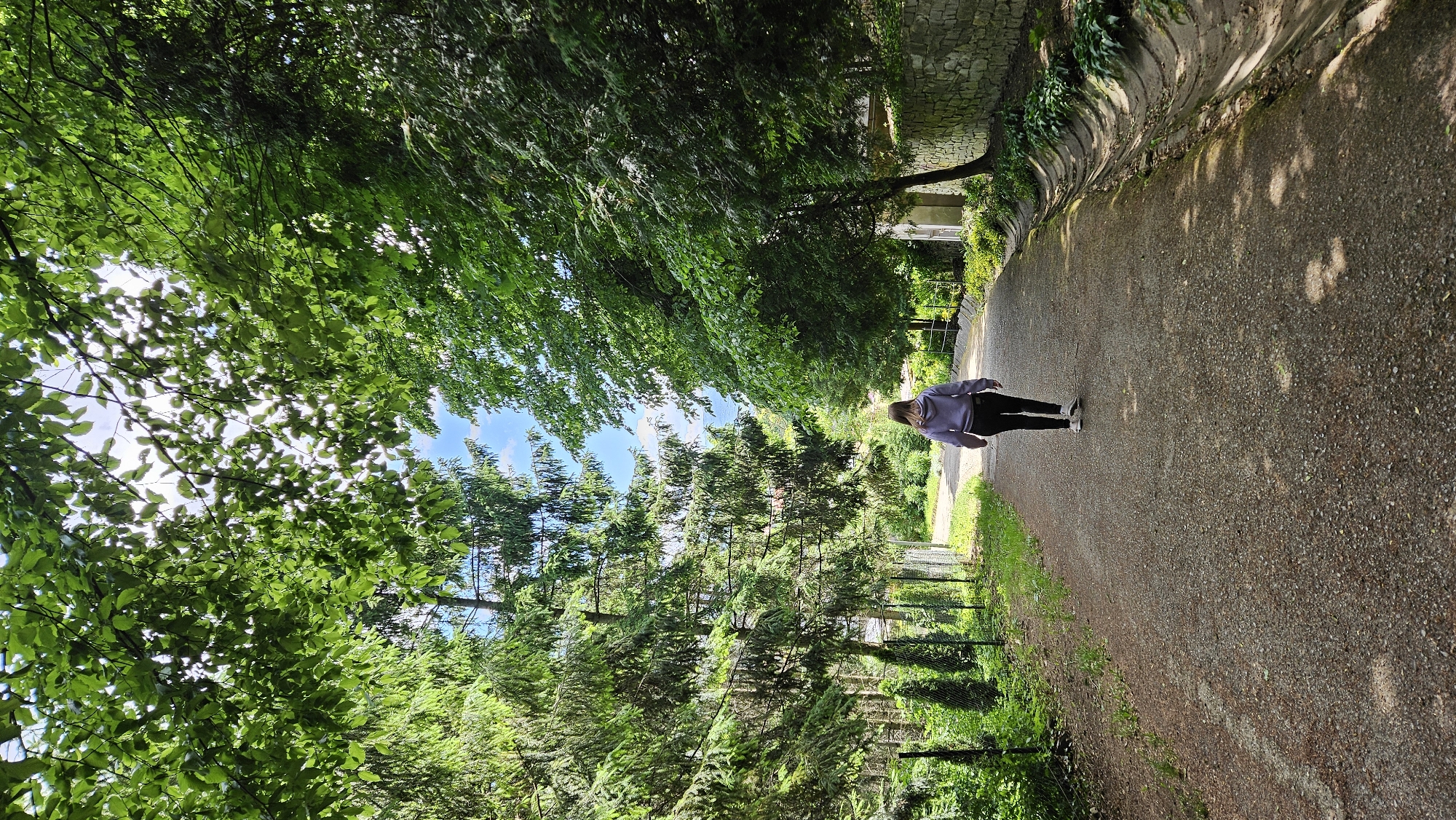The image captures a path flanked by dense trees, through the area of Kalvária in Prešov, Slovakia. A single female individual is walking along the path. She is wearing a light purple hooded sweater and dark trousers. The path is surfaced with gravel and shaded by the overhanging foliage. To the right, the path is bordered by a high stone wall covered with ivy. The trees lining the path create a canopy with glimpses of the sky visible through the leaves.