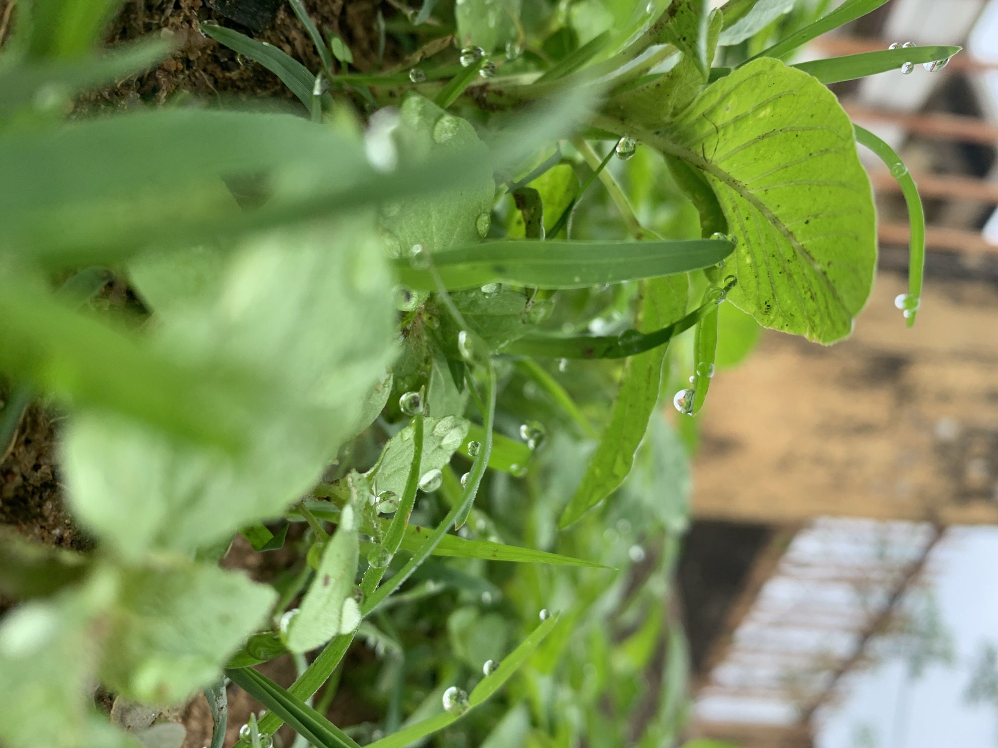 This image captures a low-angle, close-up view of verdant foliage adorned with numerous water droplets, set in Rafin Par, Nigeria. The foreground and midground are dominated by various green plants, including broad-leafed species and slender blades of grass, all exhibiting small, spherical water droplets adhering to their surfaces. One prominent, broadly ovate green leaf with visible venation occupies the upper-left to mid-left portion of the frame, also bearing multiple water droplets. Patches of dark brown, granular soil are visible between the dense plant growth, particularly in the lower-left and lower-right corners. The background is significantly blurred, indicating a shallow depth of field. On the left side of the blurred background, a textured, yellowish-brown structure is discernible, possibly a building wall. To the right of this, a lighter, indistinct structure with faint vertical elements, possibly a railing or fence, extends upwards. The uppermost portion of the background shows a diffuse, light grey tone, suggesting an overcast sky. No individuals, animals, or human artifacts are present in the immediate plant-covered area. The lighting is soft and diffused, highlighting the water droplets without harsh shadows.