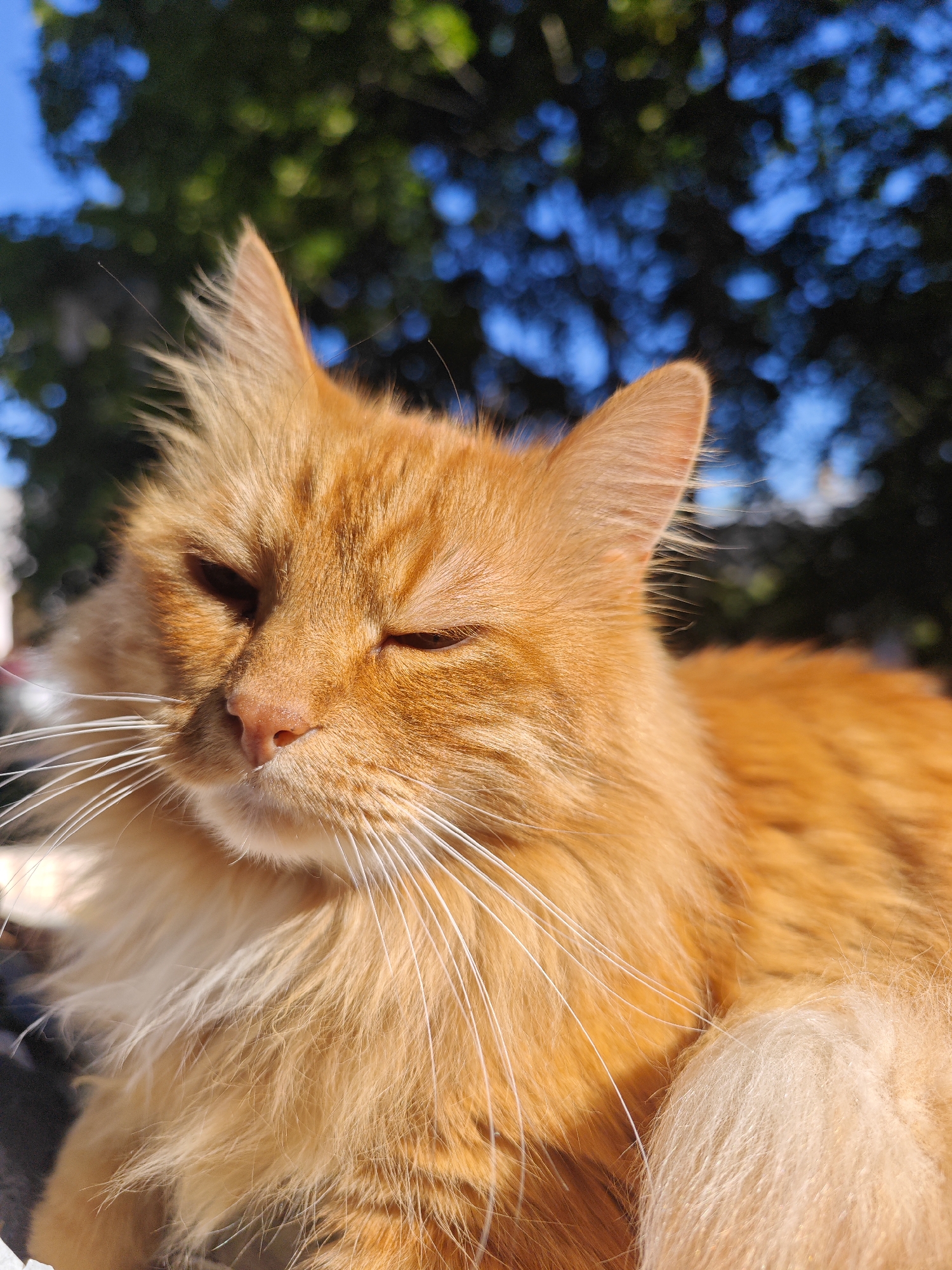 A close-up, vertical, eye-level shot shows an orange tabby cat with its eyes partially closed. The cat is lying down, facing left. Its fur is long and fluffy, and its whiskers are long and white. The background is blurred, showing green trees and blue sky. The lighting suggests the sun is shining brightly, casting shadows on the cat's face. The scene appears to be outdoors, possibly in a park or garden. There are no people or other animals visible. The location is identified as Pushkin, Russia.