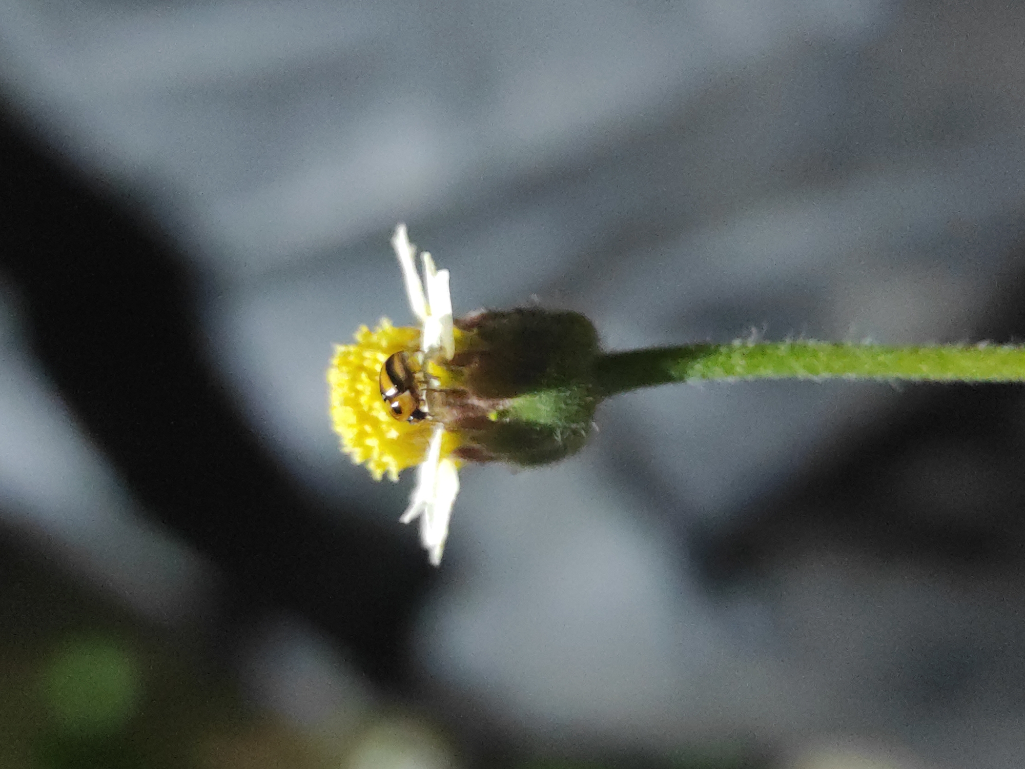 A close-up, macro photograph captures a small insect resting on a white and yellow flower. The insect, which appears to be a type of beetle or ladybug, has a dark, shiny body with lighter, possibly yellowish-orange, markings visible on its back. It is positioned prominently on the vibrant yellow disc florets at the center of the flower.
The flower itself features delicate white ray florets surrounding the dense yellow center. It has a sturdy green stem, visible extending to the right of the frame. The background is significantly blurred, creating a bokeh effect that emphasizes the insect and flower. The blurry elements consist of dark and lighter greyish tones, with hints of green, suggesting foliage or an indistinct natural environment.
The lighting seems direct, highlighting the textures and colors of the insect and flower. There is no discernible activity beyond the insect's static presence on the flower, possibly feeding or resting. The time of day is not explicitly clear from the natural light, but the stark contrast and sharp focus against a soft background suggest either specific lighting conditions or a nighttime shot with artificial illumination. No text is visible in the image. This scene was captured in Lhokseumawe, Indonesia.