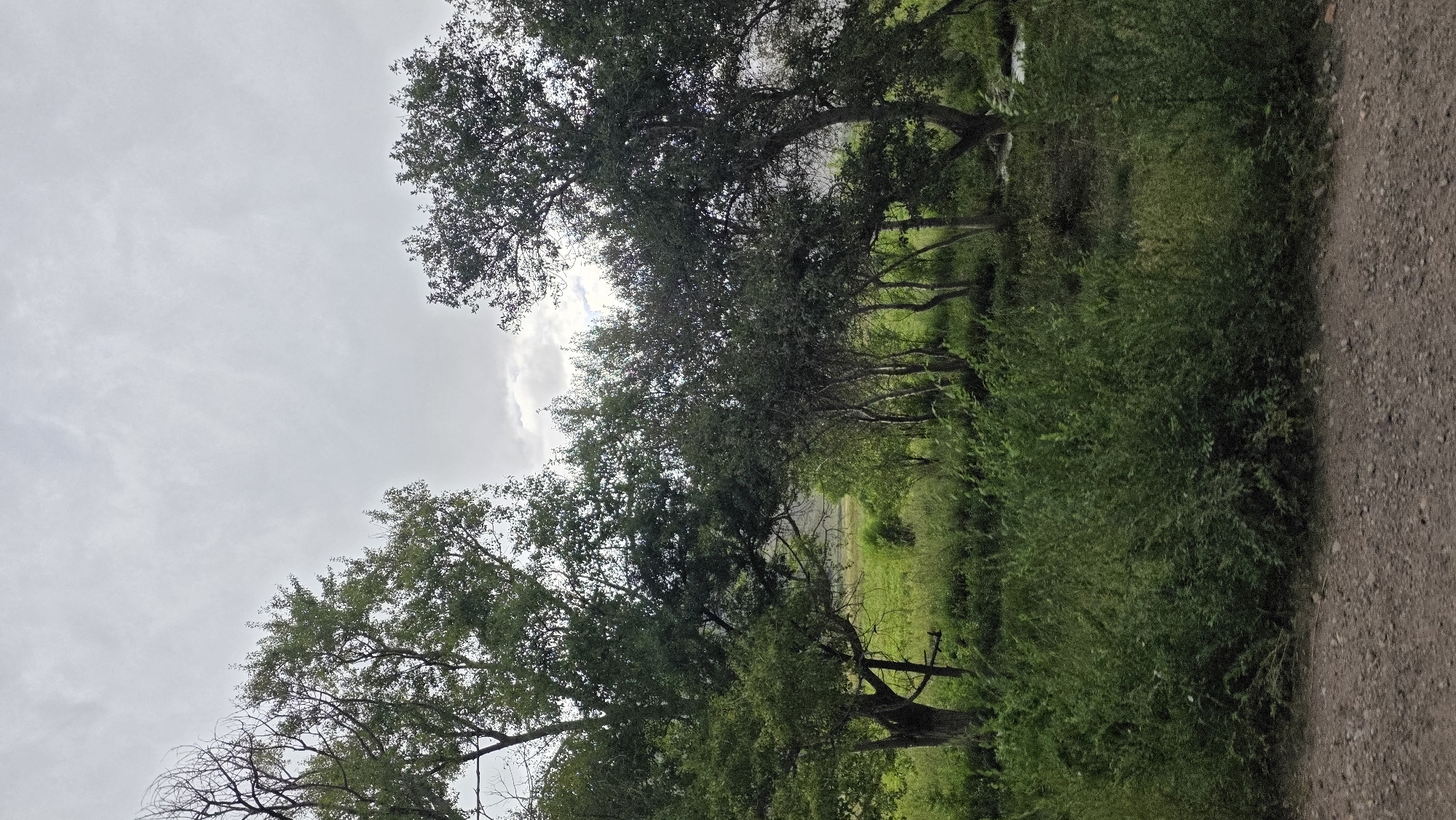 A tranquil natural landscape is depicted in this vertical, medium-shot photograph. The foreground is a dirt and gravel path, stretching horizontally across the bottom of the frame. Behind the path, lush green bushes and tall grass form a dense barrier, creating a vibrant contrast with the earthy tones of the path.
The midground is dominated by a cluster of trees with dense green foliage. These trees vary in height and thickness, with some appearing older and more gnarled, while others are more slender. The trees are arranged in a way that suggests a natural, uncultivated growth pattern. Beyond the trees, a field of bright green grass is visible, extending towards a hazy, distant background.
The background is a muted expanse of a cloudy sky, with patches of lighter gray indicating the diffused sunlight breaking through. The overall impression is one of natural beauty and serenity, with the cloudy sky suggesting a cool, perhaps damp, atmosphere. The scene is devoid of any human presence or activity, emphasizing the untouched quality of the landscape.
The location is identified as Semiz-Bel, Kyrgyzstan, a region known for its natural beauty and mountainous terrain. This specific scene appears to capture a moment of quietude within this natural setting, possibly on the outskirts of a village or within a rural area.
