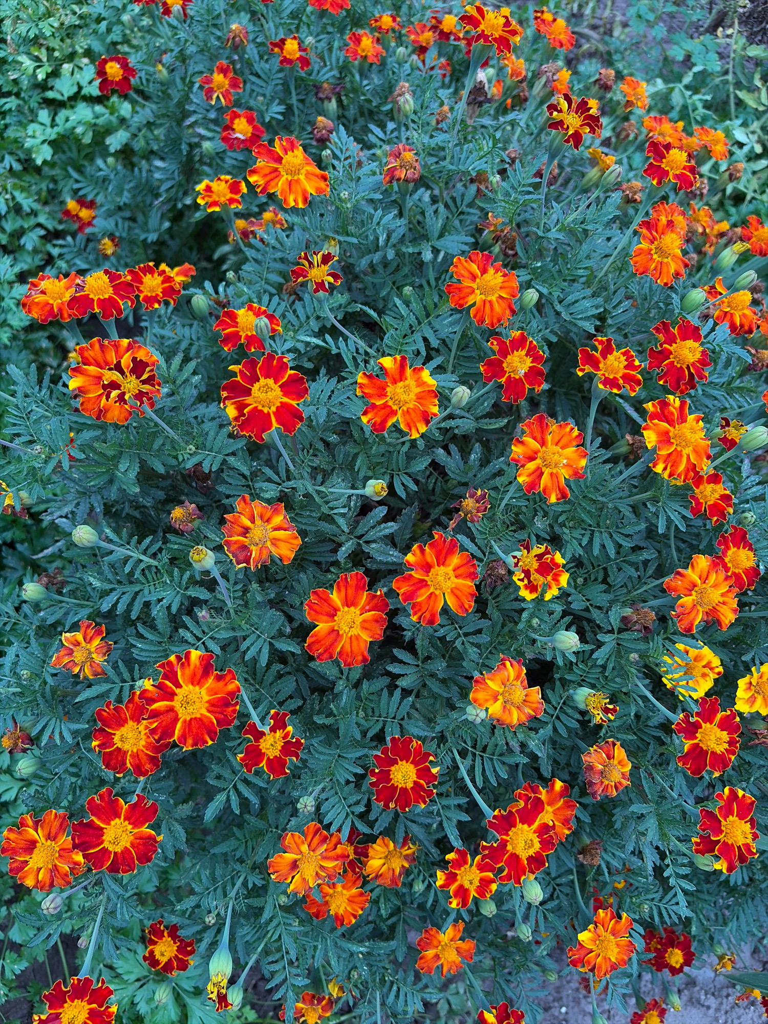 This is a close-up, overhead shot of a dense patch of marigolds with red and orange petals, and yellow centers, in varying stages of bloom. The flowers are interspersed with dark green, feathery foliage and some unopened buds. The background is blurred, suggesting an outdoor setting, possibly a garden or park. The scene depicts a vibrant natural display of flowers. The location is Oxentea, Moldova.