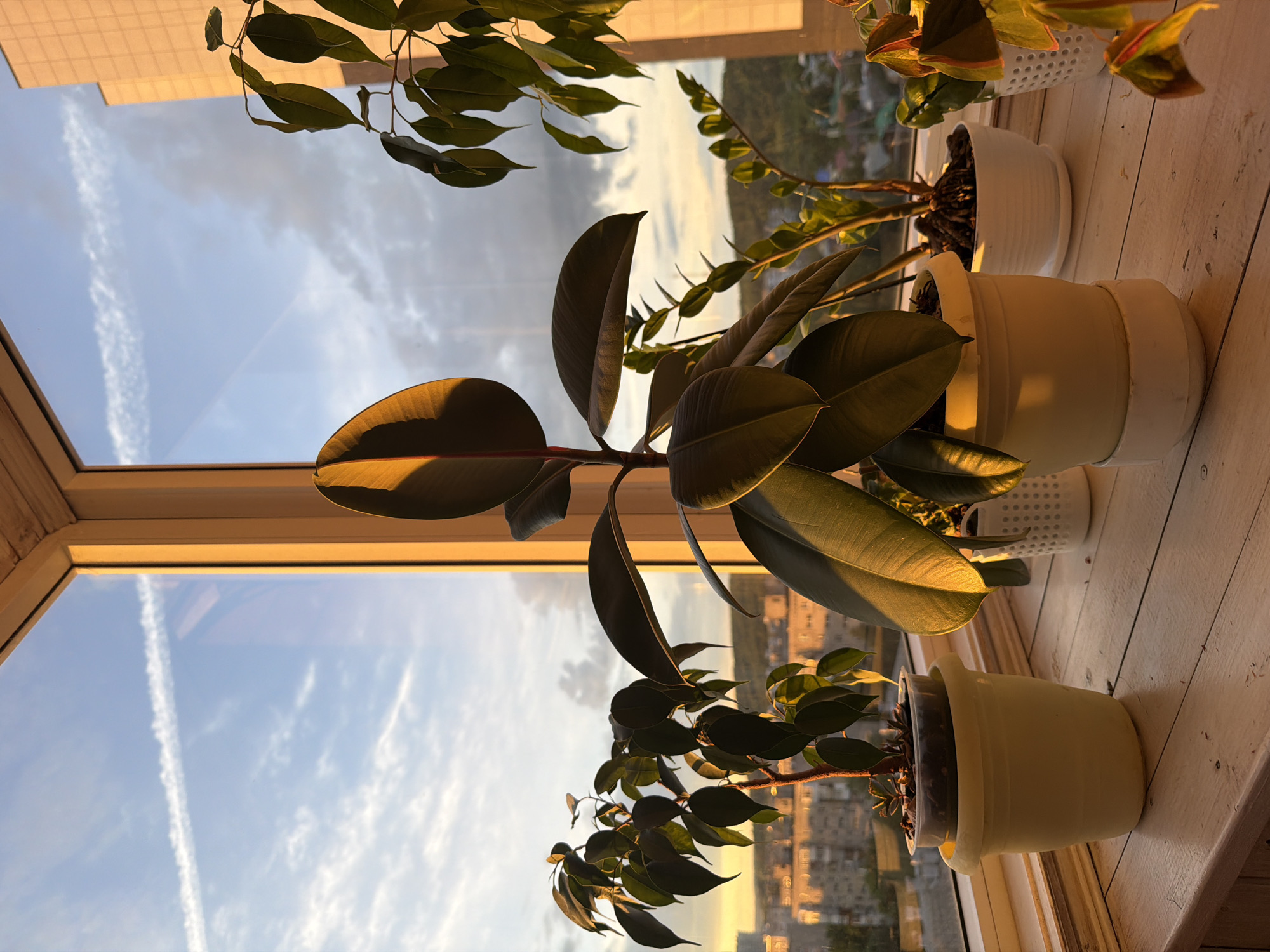 A vertical shot captures a serene indoor scene featuring several houseplants arranged on a window sill, back-lit by the warm glow of either sunrise or sunset. The image is framed by a light-colored window frame, through which a clear sky with scattered white clouds and a distinct contrail is visible.
In the foreground, a large rubber plant (Ficus elastica) with dark, glossy leaves dominates the view. Its broad leaves catch the golden light, creating pronounced highlights and shadows. Behind it, other potted plants are arranged on the white wooden window sill. These include a plant with smaller, ovate green leaves (possibly a Ficus benjamina) and another with more upright, segmented stems, potentially a ZZ plant (Zamioculcas zamiifolia). A plant with reddish-green variegated leaves is partially visible towards the right. The plants are housed in various white and cream-colored pots, some with textured designs like small holes or ridges.
The warm, directional light bathes the scene, giving the leaves a vibrant hue and emphasizing the textures of the pots and window sill. Beyond the window, a hazy, indistinct cityscape or suburban area with buildings is visible in the distant background, blurred by the light and distance. No people or specific activities are depicted. There is no visible text in the image. The overall impression is one of peaceful domesticity and natural beauty at golden hour.