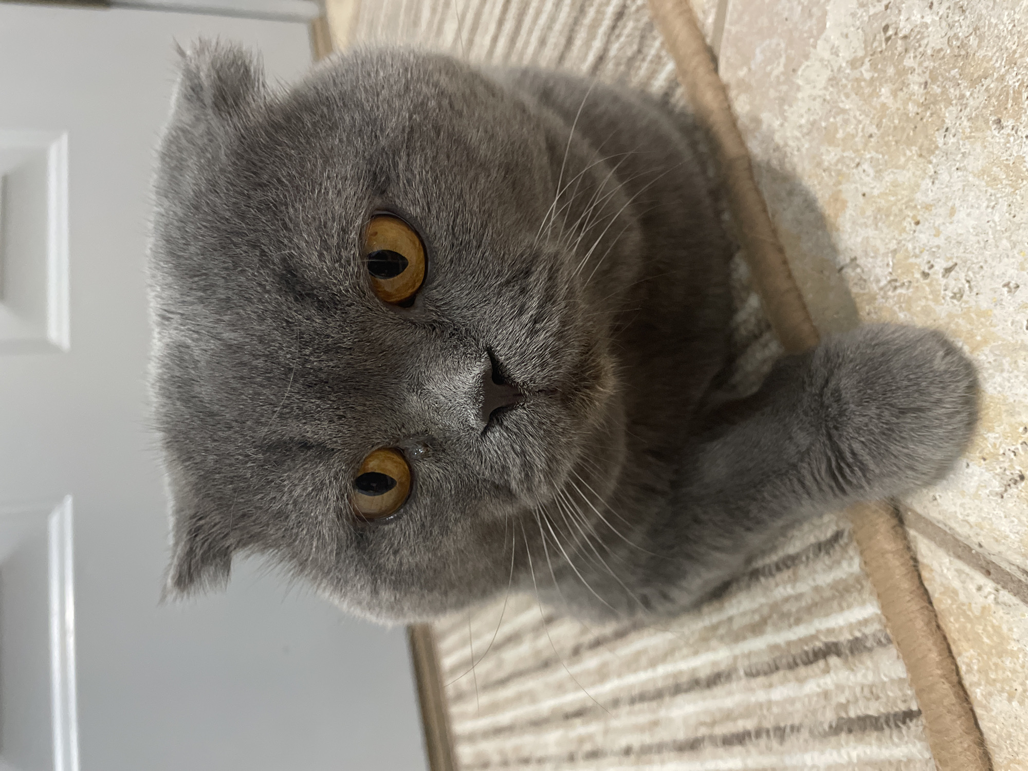 A gray Scottish Fold cat with amber eyes is positioned on a beige and cream striped rug, which is lying on a light-colored tiled floor. A white door is visible in the background. The cat is looking up at the camera. The location appears to be indoors, within a residential setting in the city of Unknown, Unknown.