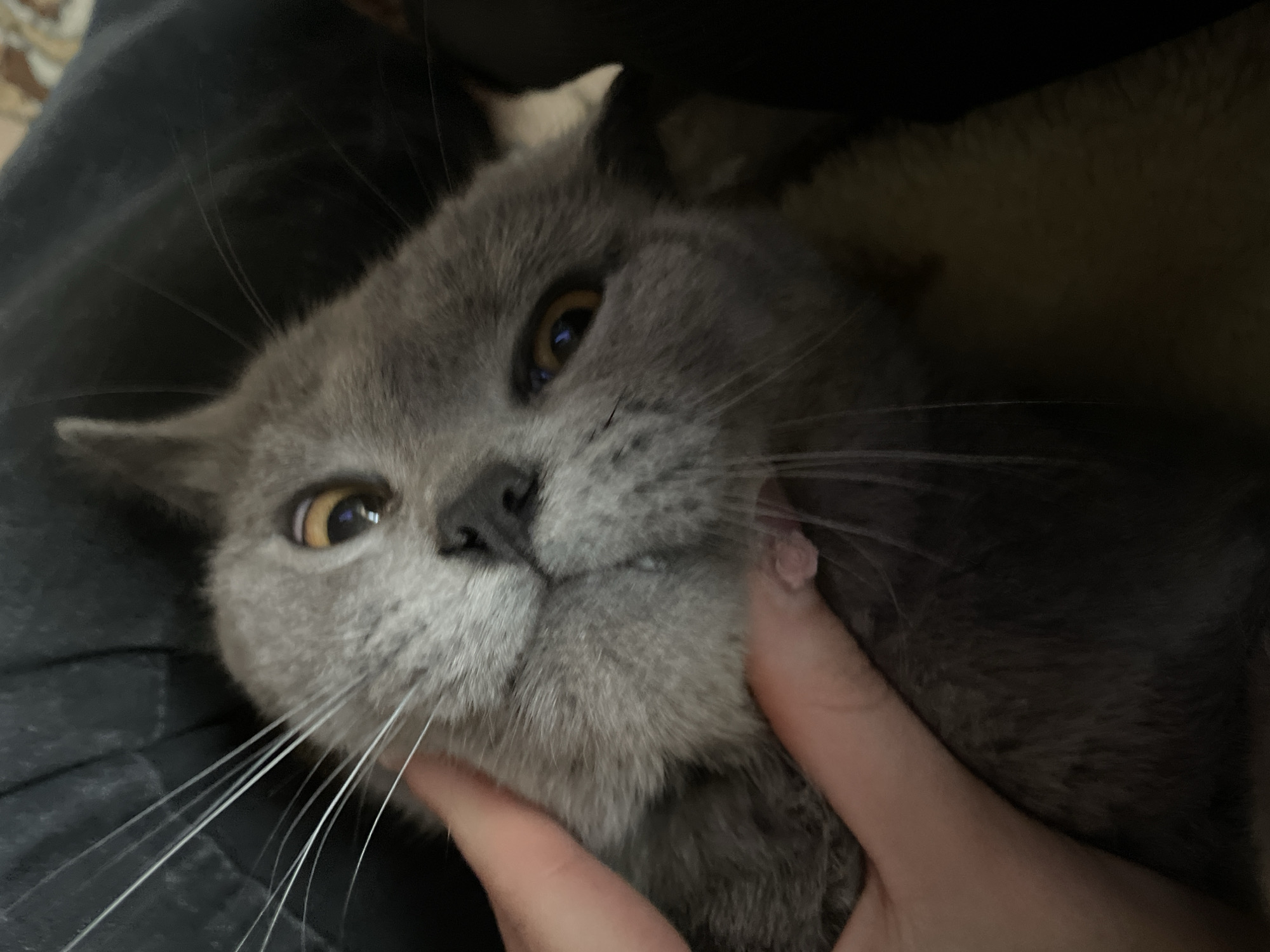 A gray cat with yellow eyes is being held by a person's hand. The cat is lying down, and its face is close to the camera. The person's hand is holding the cat's cheek. The background is blurry and dark. The location in the city of Фоки, Russia is unknown.