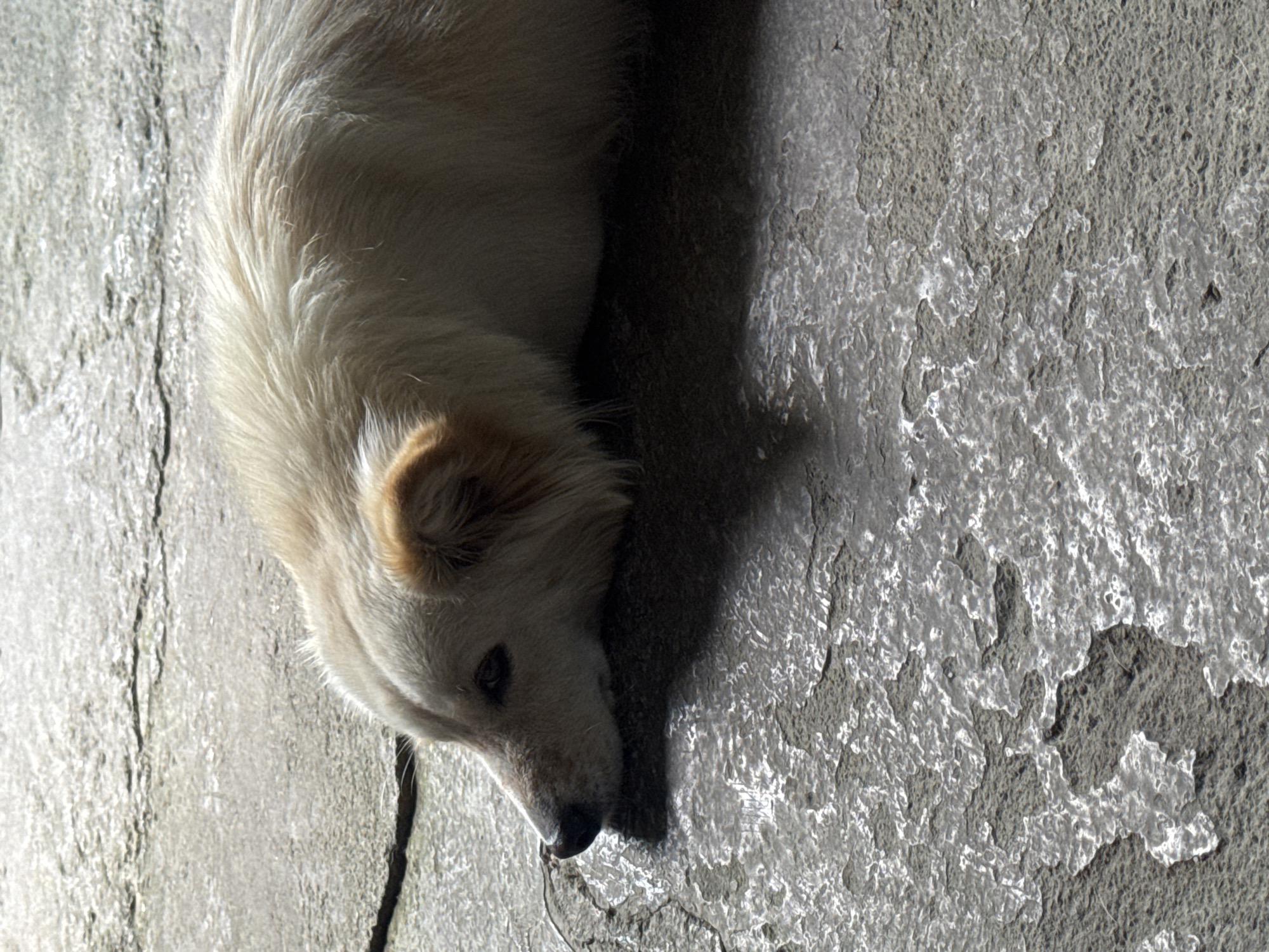 An outdoor shot shows a light-colored dog with tan ears lying on a textured gray surface. The dog's head is resting on the ground, facing left, with its eyes open. A dark shadow is cast to the right of the dog. The surface appears to be concrete or stone, with visible cracks and an uneven texture, possibly with some patches of ice or water. The lighting suggests it is daytime, with a strong light source from the top left, creating highlights and shadows. The image is a close-up, with the dog's body extending out of the frame to the right. The specific location of Busungbiu, Indonesia, is not visually discernible from the image itself.