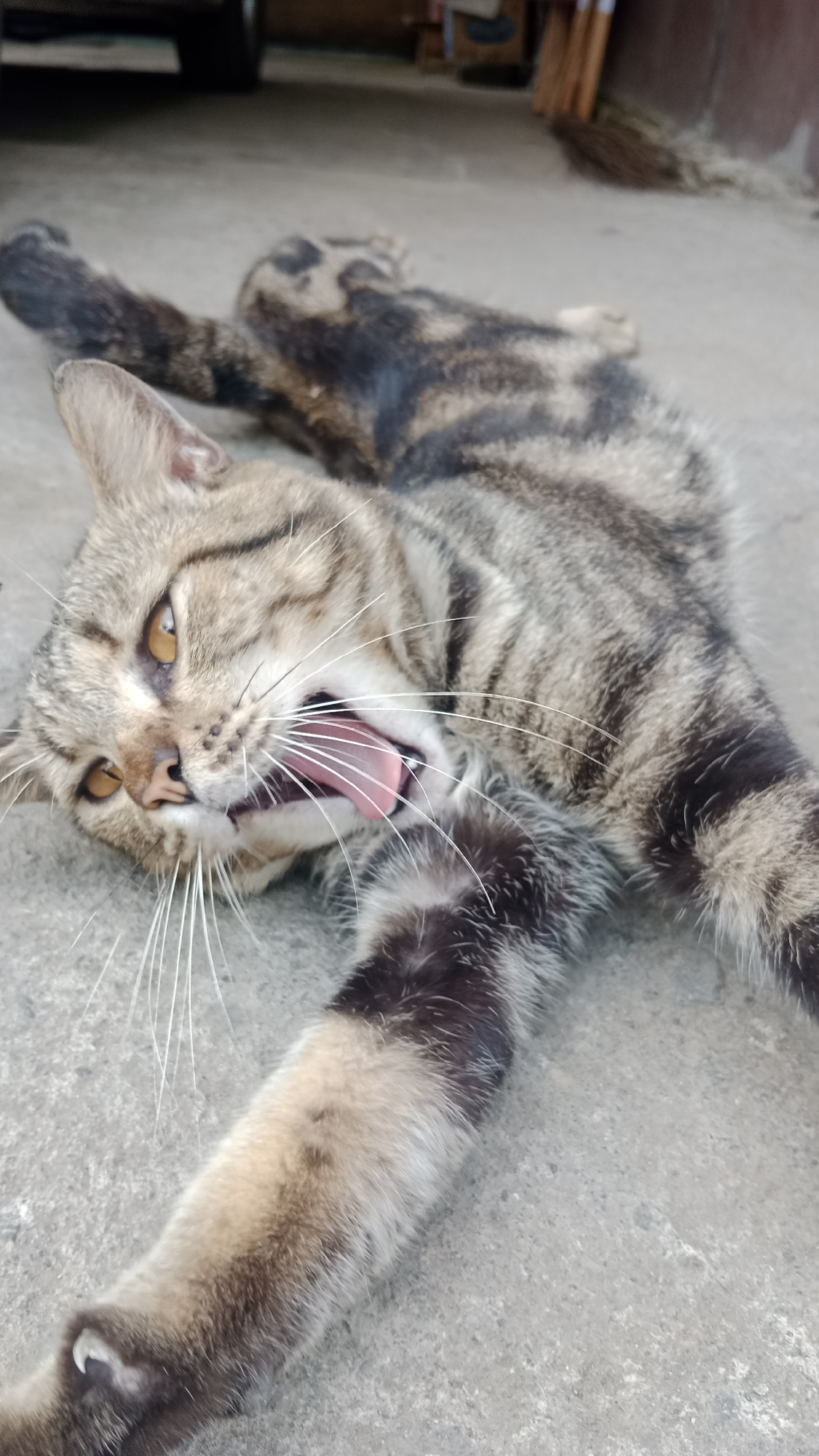 In Srono, Indonesia, a tabby cat is lying on its back on a concrete surface. The cat is yawning widely, revealing its pink tongue and teeth. Its eyes are open and its gaze is directed upwards and to the left. The cat's fur is striped with shades of brown, black, and gray. Its front paws are extended, and one paw is raised slightly towards its face, showing its claws. In the background, out of focus, are the legs of a vehicle and what appears to be a broom leaning against a wall. The environment appears to be outdoors, possibly a driveway or alleyway.