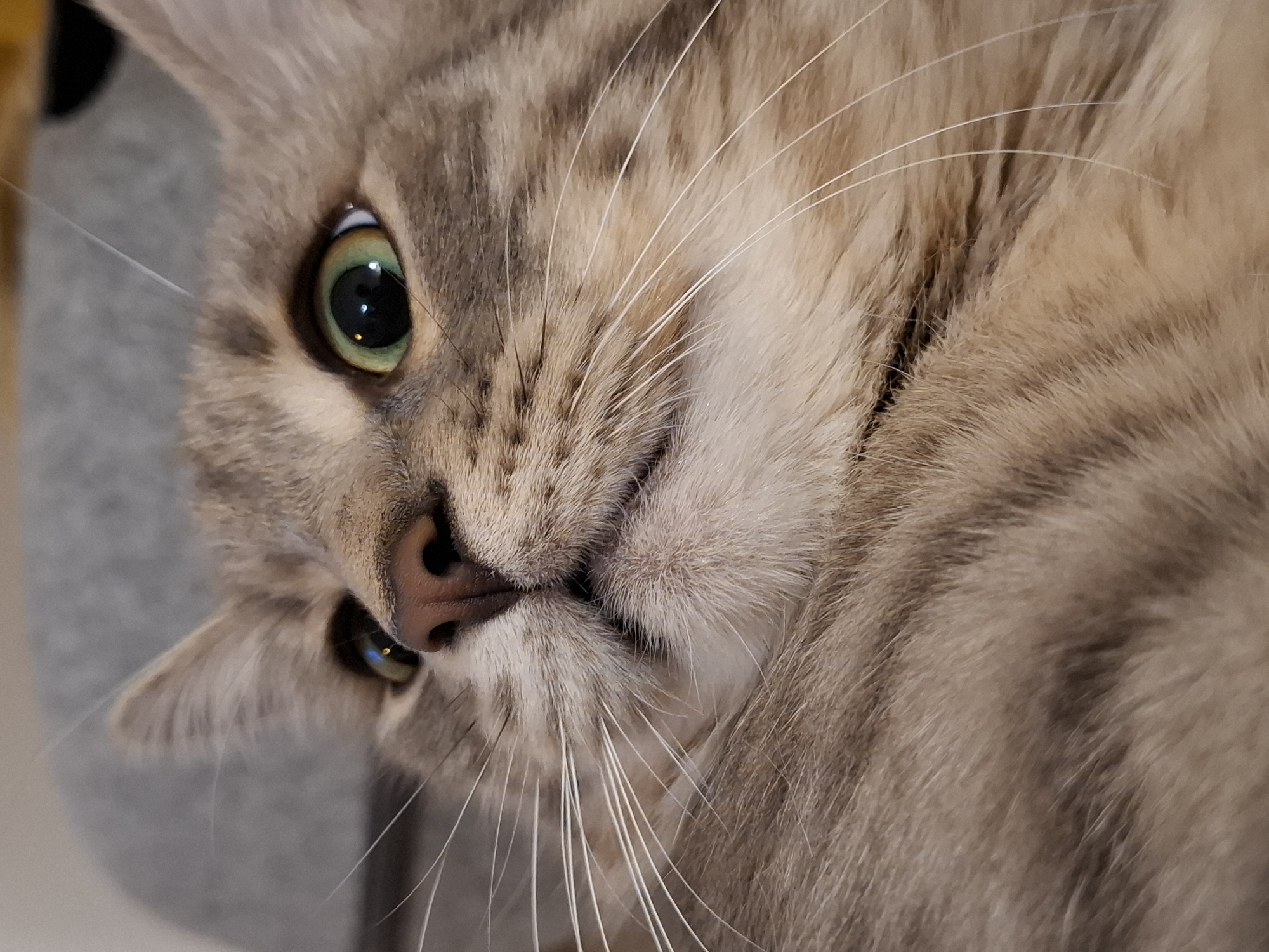 This is a close-up, low-angle shot of a domestic cat's face. The cat has tabby markings in shades of grey and brown, with long white whiskers fanning out from its muzzle. Its eyes are wide open, with bright green irises and dark pupils reflecting a light source. The cat's nose is a pinkish-brown color. The background is out of focus, appearing as a soft grey textured surface, possibly a piece of furniture. The image does not contain information about its location in Zemun Urban Municipality, Serbia.