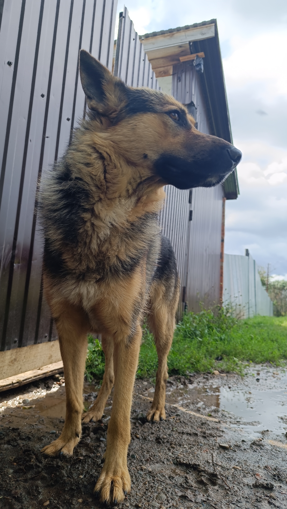 An adult German Shepherd stands on muddy ground next to a dark brown corrugated metal building. The dog is facing to the right of the frame, with its head turned slightly to look forward. Its fur is a mix of tan, black, and brown. The building behind the dog has a slightly lighter corrugated metal section on the left and a roofline visible at the top. To the right of the building, a lighter colored metal fence is visible, with green grass and foliage growing in front of it. Puddles of water are present on the muddy ground in the foreground, indicating recent rain. The sky is cloudy and overcast.