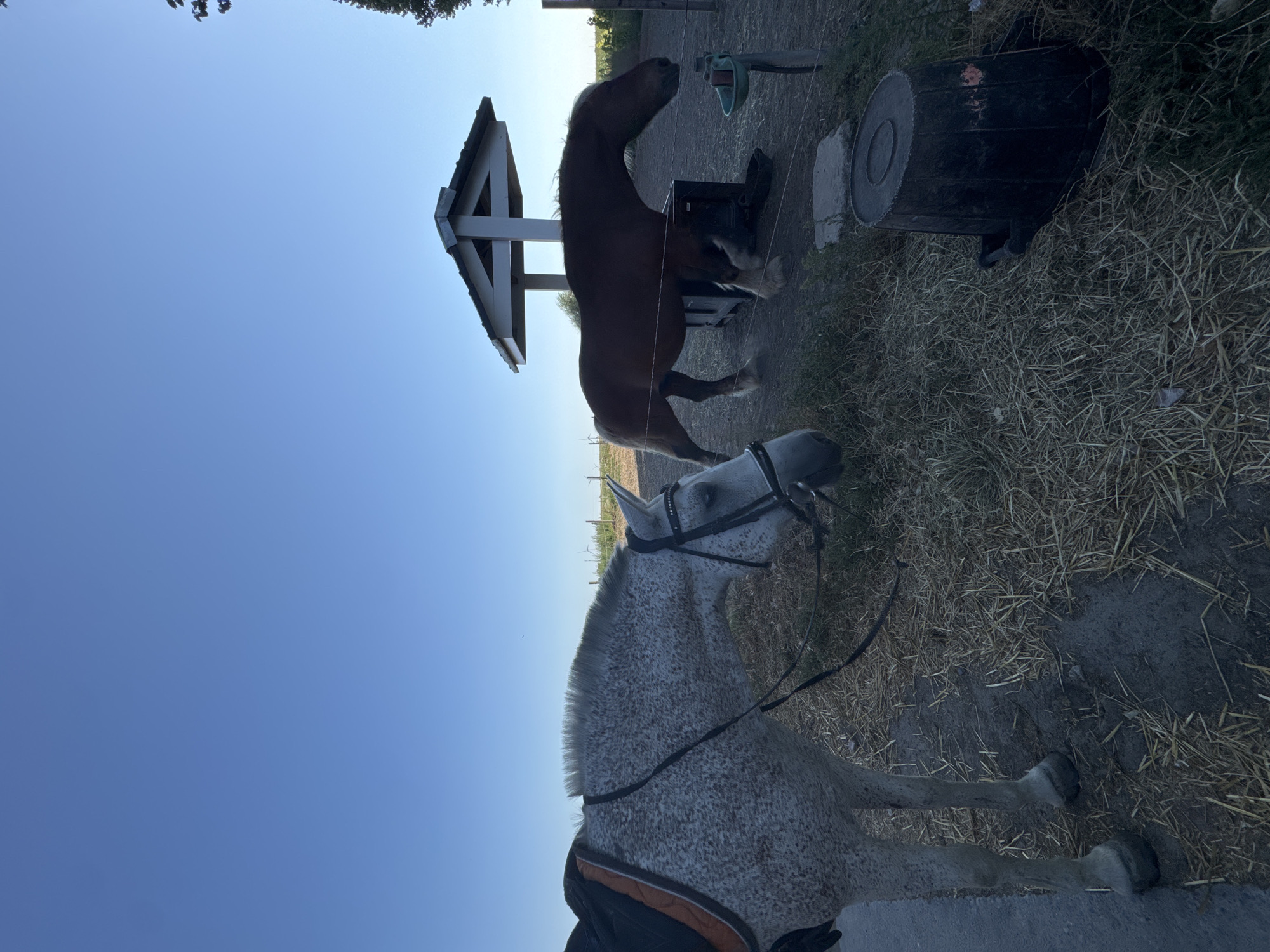 The image depicts an outdoor scene at what appears to be a farm or equestrian facility, likely in Estaimpuis, Belgium. The foreground features a dappled grey horse with a saddle and bridle, positioned on a path with scattered straw. To the right, a dark brown horse stands near a wooden structure that resembles a small shelter or feeding station. The environment includes dry grass, a large black bucket, and a green water trough. The sky is clear and blue, suggesting daytime. There are no visible people or animals engaged in any specific interaction. The overall setting is rural.
