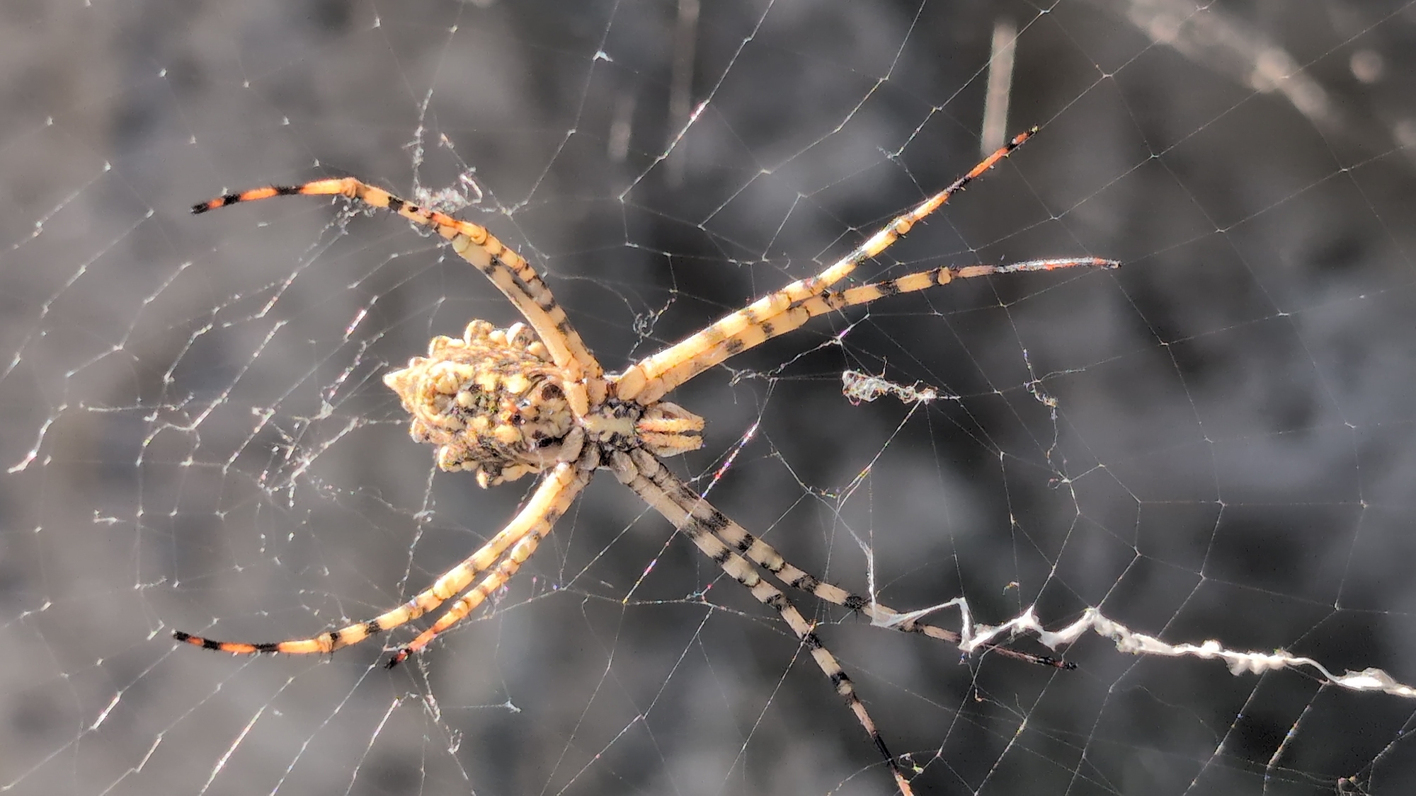 A close-up, overhead view captures a yellow and black banded garden spider positioned in the center of its intricate web. The spider, with its distinct markings, rests on the silken threads against a blurred, grey background. The web, detailed with dew drops, spans across what appears to be a natural outdoor setting, possibly a garden or park area, consistent with urban green spaces found in Izmail, Ukraine. The lighting suggests it is daytime, with sunlight casting subtle reflections on the web. There are no people or other animals visible in the image.