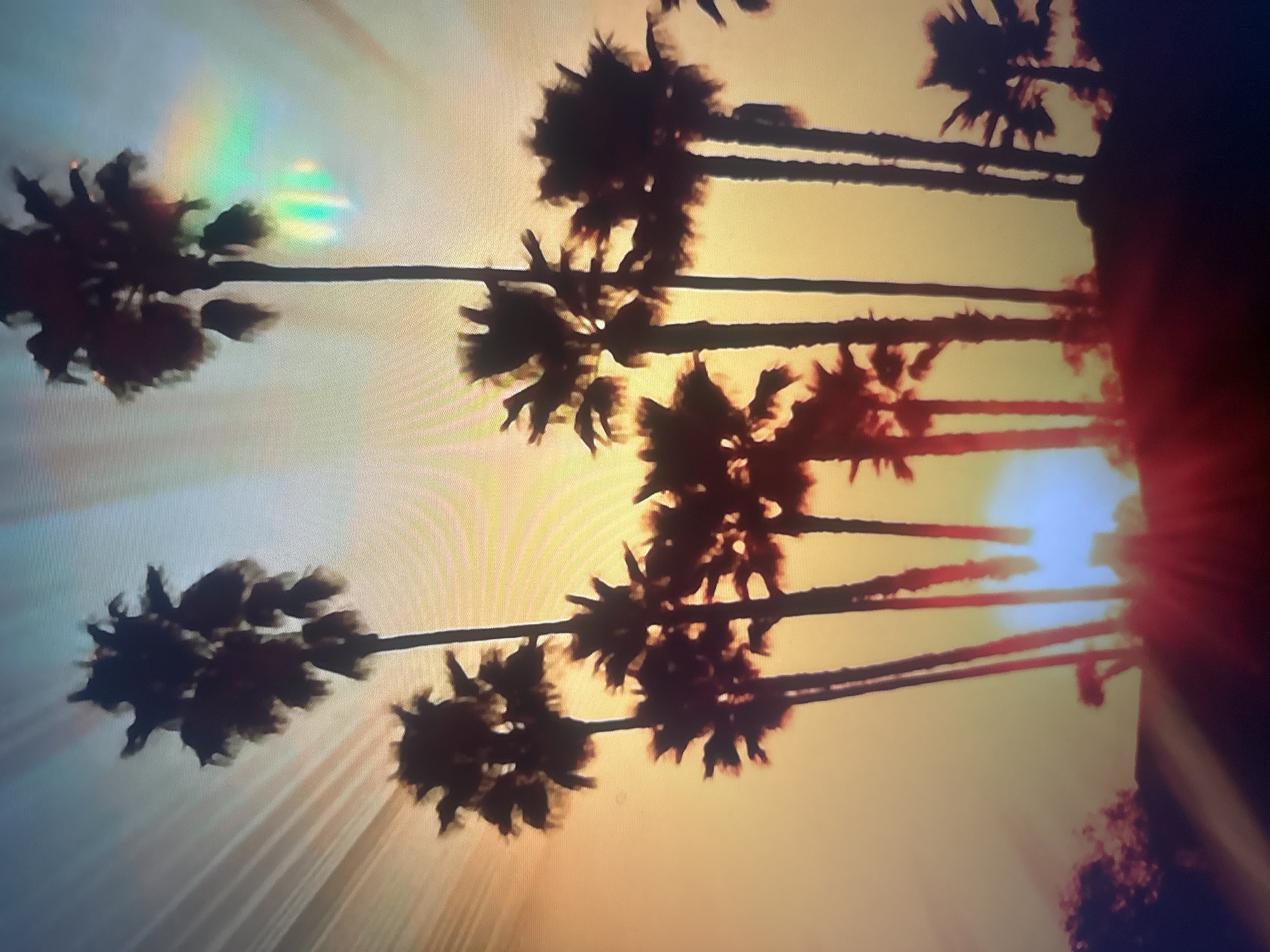 The image depicts a silhouetted view of several palm trees against a bright, hazy sky. The sun appears to be setting or rising, casting a warm, golden-orange glow across the scene. Streaks of light radiate from behind the palm trees, suggesting the sun's intense brightness. There are hints of rainbow-like colors in the upper left portion of the image, possibly due to lens flare or atmospheric conditions. The composition is abstract, with the silhouettes of the palm fronds creating a textured pattern against the luminous sky. The overall mood is serene and evokes a tropical or coastal atmosphere. The image appears to be a photograph, likely taken outdoors. No people or specific objects are clearly identifiable, other than the palm trees and the sky. The location context of Herzliya, Israel, suggests a coastal setting, consistent with the presence of palm trees and the possibility of a sunset over the sea.