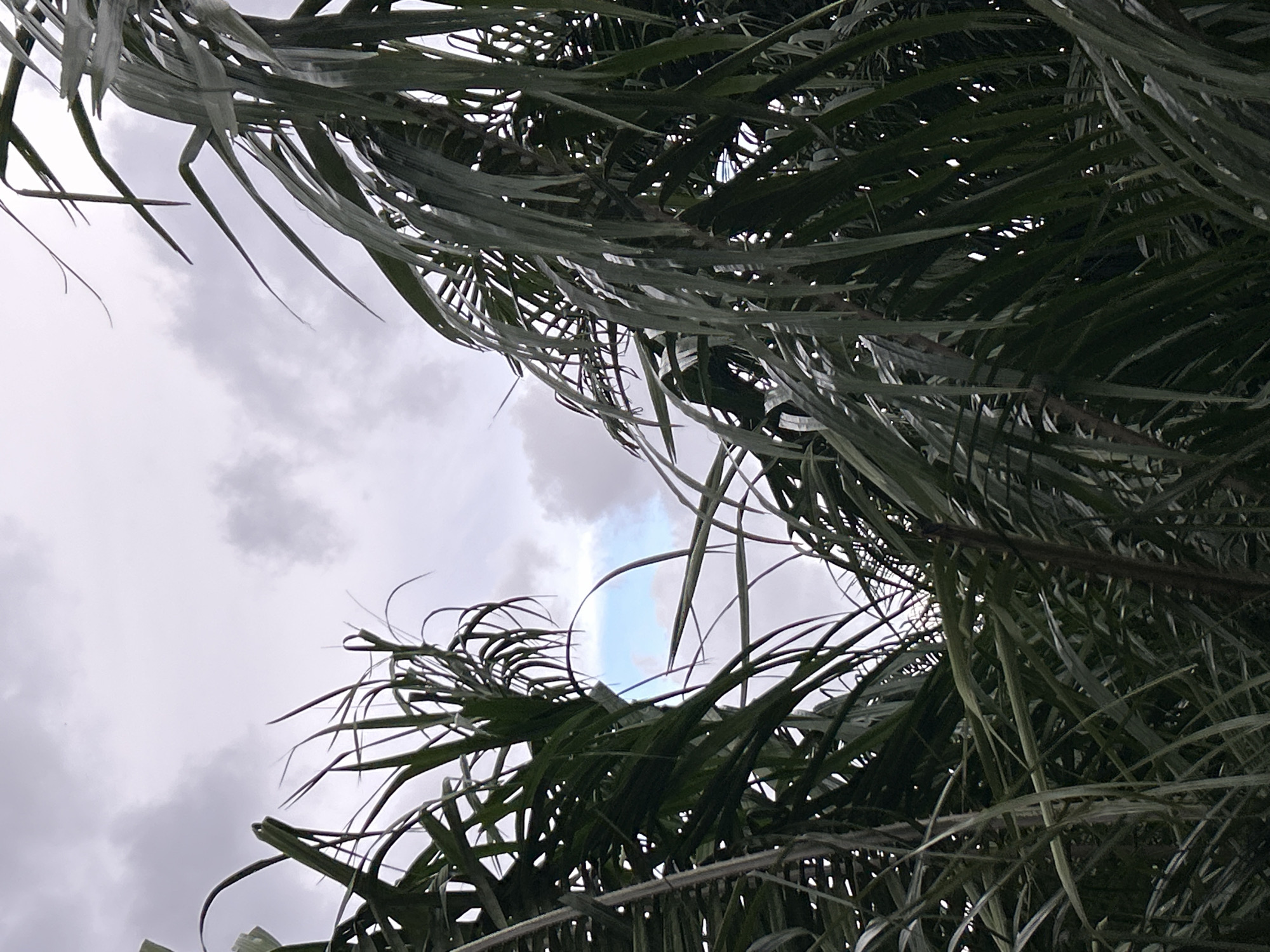 The image depicts a close-up view of tall, dark green foliage, likely sugarcane, against a cloudy sky. The leaves are long and slender, some of them drooping or swaying, creating a sense of depth and movement. The sky is overcast with various shades of gray clouds, but a small patch of lighter blue sky is visible through a gap in the leaves, hinting at the weather conditions. The lighting suggests it is daytime, possibly late afternoon or early morning due to the diffused light. The image is taken from a low angle, looking upwards into the canopy of the plants. There are no people or discernible objects in the scene other than the plants and the sky. The environment appears to be outdoors, in a natural or agricultural setting. The location in Kathu, Thailand, suggests a tropical or subtropical climate, consistent with the lush vegetation shown.