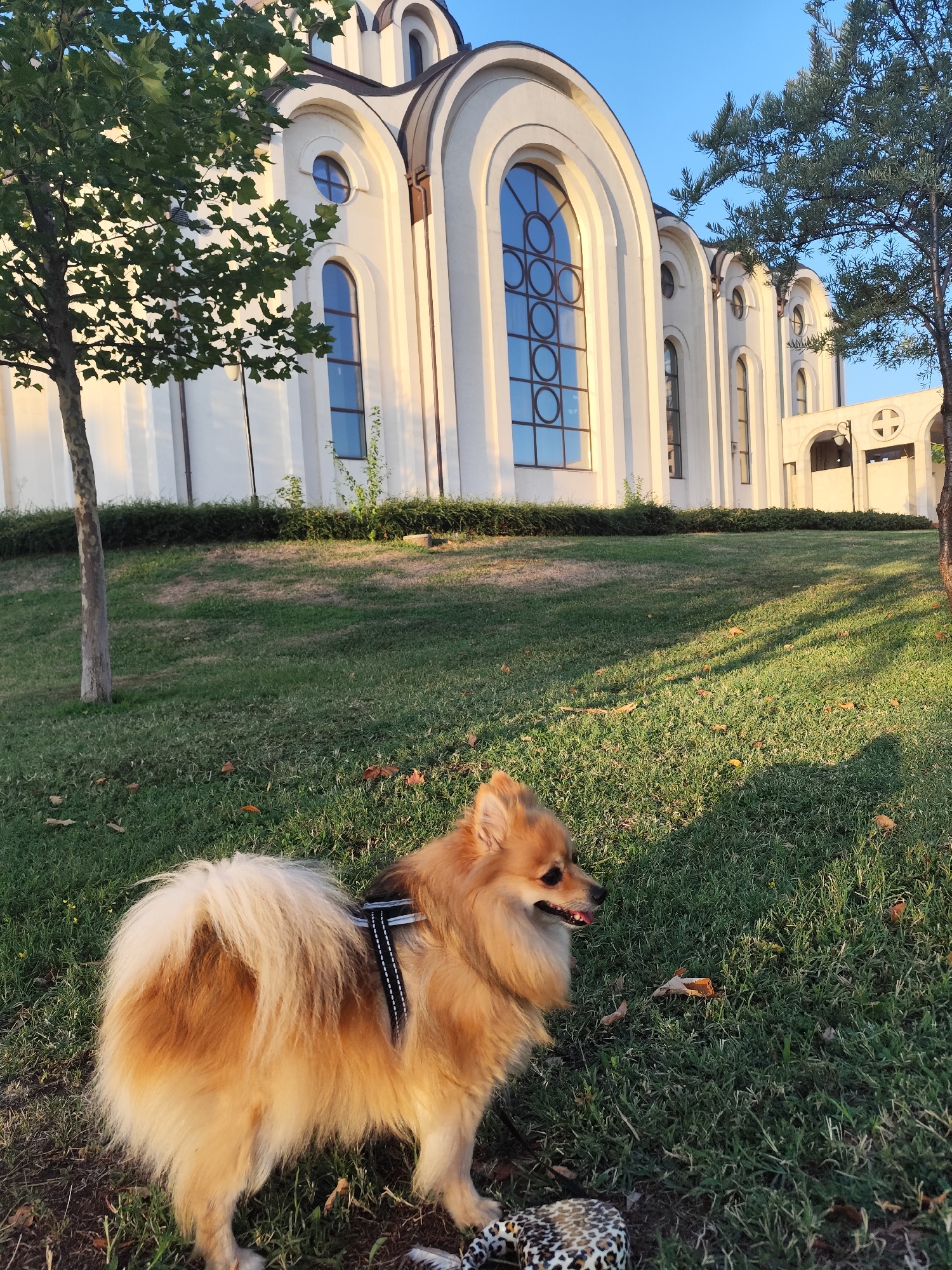 A fluffy, golden Pomeranian dog is standing on a grassy lawn in front of a large, ornate white building. The building has arched windows and a rounded roof, suggesting it may be a church or a similar public structure. The dog is wearing a black harness and is looking to the right, with its mouth slightly open. The grass is green and lush, with a few scattered brown leaves. Sunlight casts dappled shadows across the lawn. A tree with green leaves is visible on the left side of the image. The background is a clear blue sky. The scene appears to be set in Montana, Bulgaria.