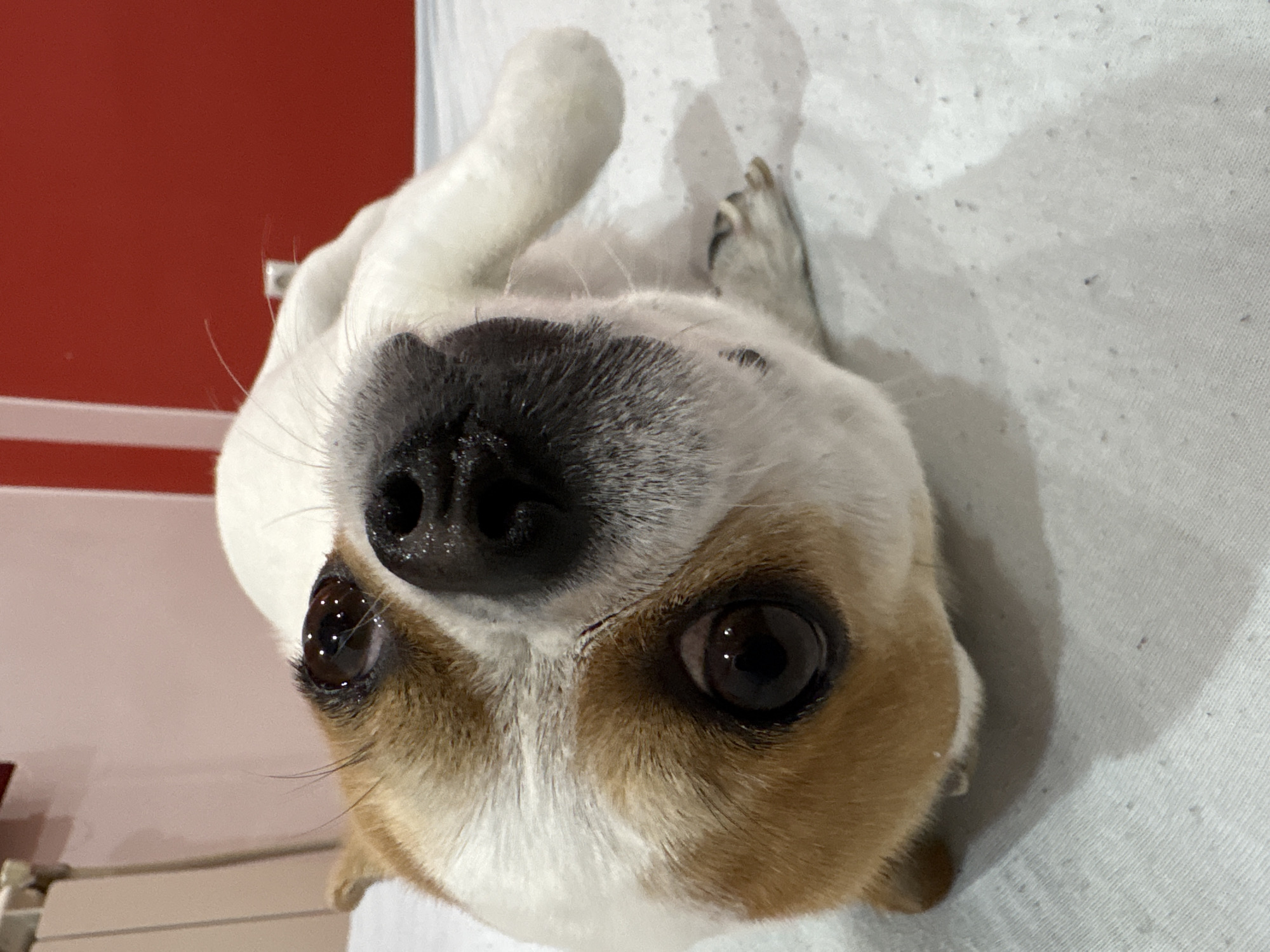 A small, short-haired dog, likely a Chihuahua or similar breed mix, is the central subject of this close-up shot. The dog has prominent white fur on its head and body, with distinct patches of light brown or tan fur around its large, dark brown eyes and ears. Its nose is black and appears wet, with several long, light-colored whiskers extending from its muzzle. The dog is looking directly upwards towards the camera, with its head slightly tilted, giving a curious or gentle expression.
It appears to be lying on a soft, white, textured surface, possibly a bed or blanket, which shows some pilling or small specks of lint. In the background, to the left of the dog's head, there is a solid red wall or piece of furniture. A thin white horizontal line, possibly a baseboard or trim, runs along the lower part of the red surface. Parts of the dog's body and paws, covered in white and some darker fur, are visible towards the upper right of the frame, blending into the white background. The indoor setting features bright but diffused lighting, with multiple small reflections visible in the dog's eyes, suggesting nearby light sources. No text is visible in the image. The scene is set in Dolna banya, Bulgaria.