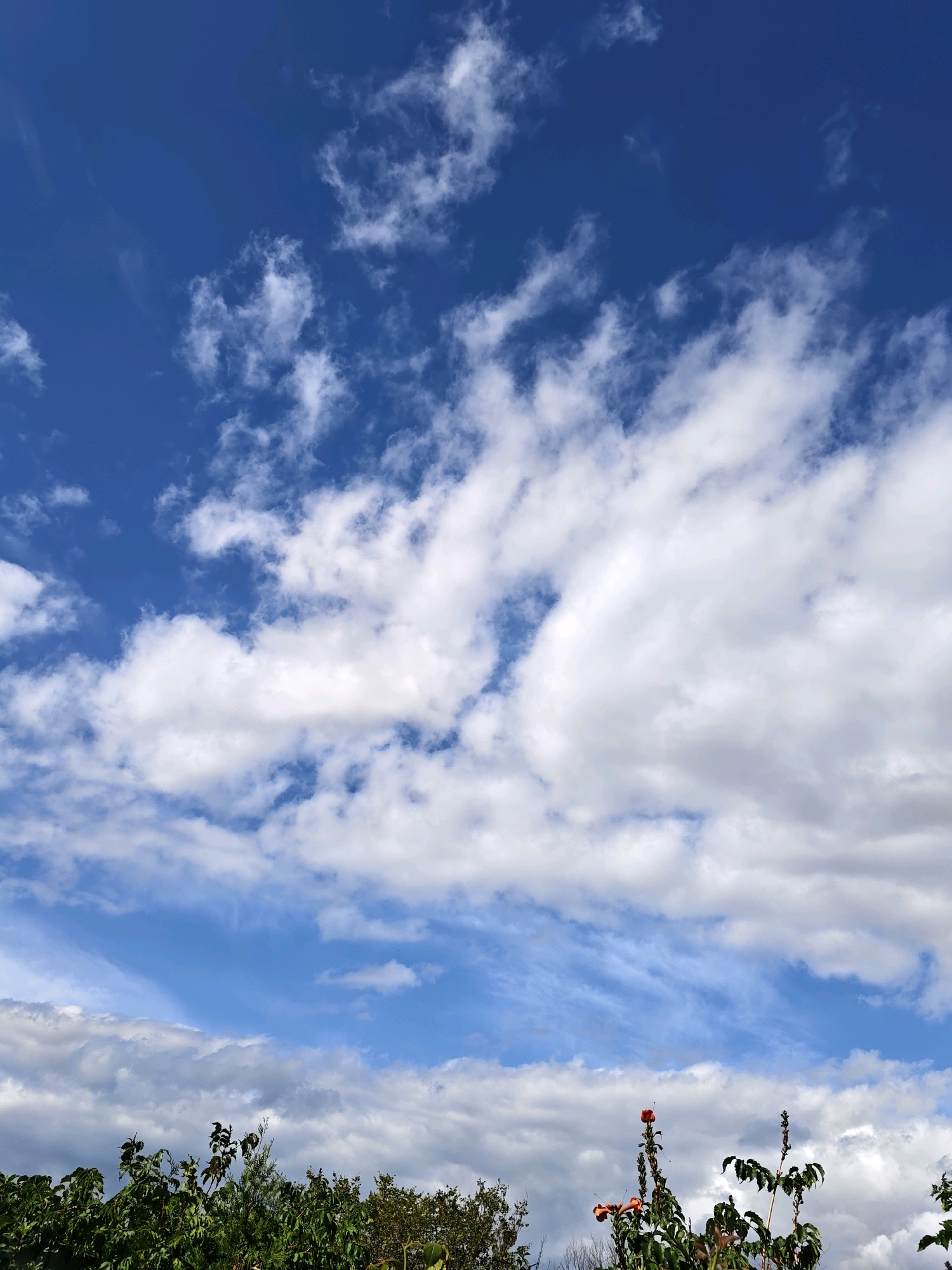This is a vertical, eye-level shot of a bright blue sky with scattered white clouds. In the foreground, the tops of green trees and some plants are visible. One plant has a single red flower and two tall seed pods. The image appears to be taken outdoors in Olginskaya, Russia, during the daytime. There are no people or animals present.