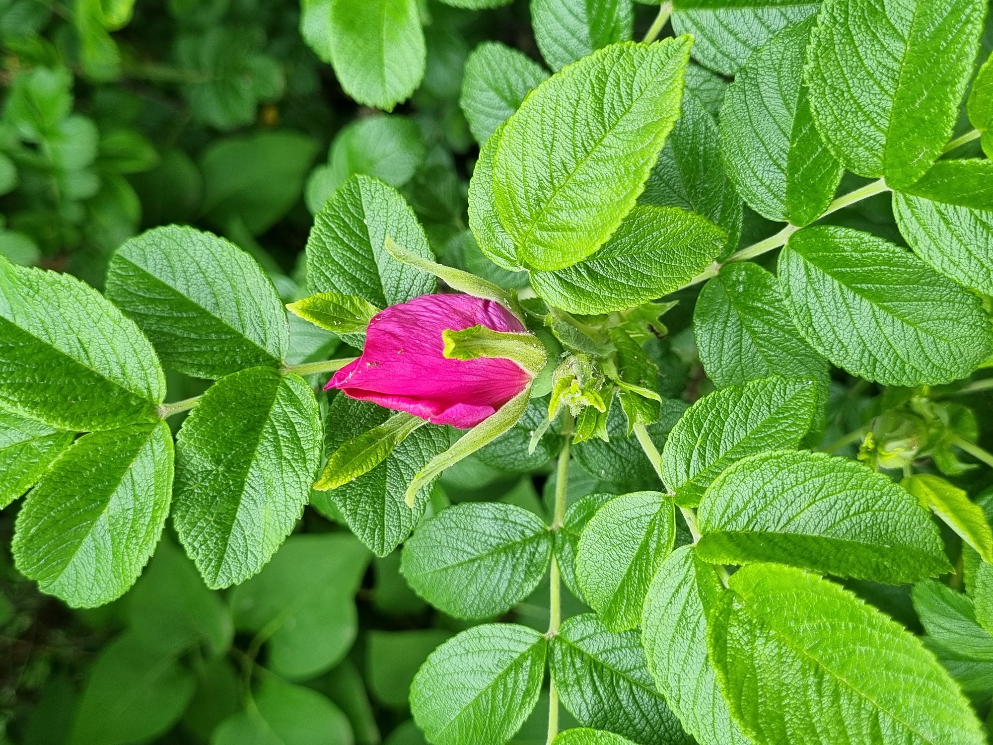 A close-up, vertical shot captures a vibrant, unopened fuchsia-pink flower bud, centrally positioned amidst a dense cluster of lush green foliage. The leaves, characterized by a bright medium green color, display distinct veining and a heavily textured, rugose (wrinkled) surface with finely serrated margins. They are arranged pinnately along visible stems, forming a sharp foreground and a softly blurred, verdant background. The elongated bud is encased by prominent green sepals, revealing the rich magenta of the petals within. The lighting is natural and even, highlighting the fresh appearance of the foliage. This image depicts a flourishing flowering plant, likely a rose bush, in the city of Chaikovsky, Russia.