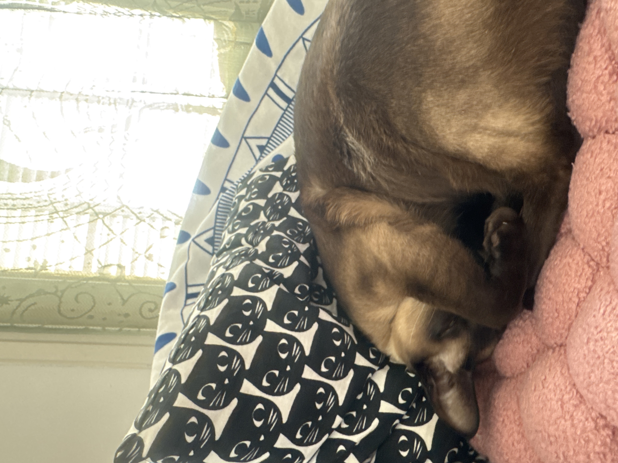 A brown Burmese cat is curled up on a bed or sofa. The cat is resting its head on its paws and appears to be sleeping. The bed or sofa has a black and white patterned sheet with stylized cat faces, and a pink fuzzy blanket. A window with sheer curtains is visible in the background, providing bright natural light. The location is Ramat Gan, Israel.