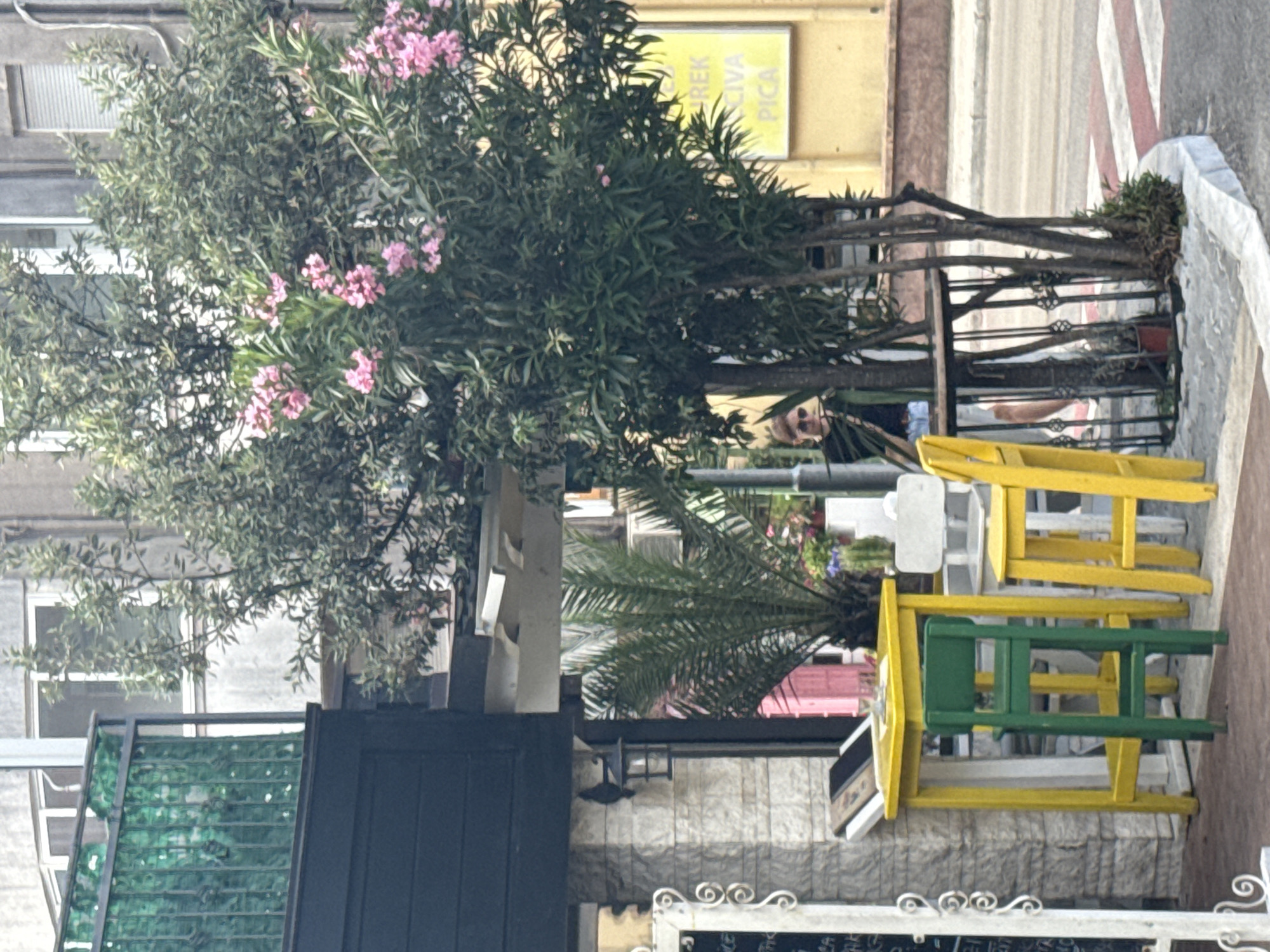 The image depicts an outdoor street scene, likely a cafe or restaurant area in Budva, Montenegro, under bright daylight.
In the foreground and midground, a vibrant outdoor seating arrangement is visible, featuring several small tables and chairs painted in alternating bright yellow and green colors. A white, ornate metal railing runs across the bottom, separating the establishment from the street. To the left, a dark, vertical wooden or metal barrier is present, and behind it, a textured green glass or plastic panel.
The area is richly decorated with vegetation. A large, lush oleander bush with numerous clusters of pink blossoms stands prominently on the left side, partially obscuring a grey building with white-framed windows behind it. To the right of the seating, a palm tree and other green foliage add to the natural aesthetic. A dark metal fence or railing separates the seating from a pedestrian area. Behind this fence, a person is partially visible. They have dark hair, wear sunglasses, and are dressed in a dark top and what appears to be white shorts or a skirt, looking towards the viewer.
The background reveals a street or sidewalk with distinct white and reddish-brown stripes. Further back, buildings line the street. A prominent yellow building is visible on the right, featuring a yellow sign with black text that reads "REK", "SVICA", and "PICA", indicating a likely commercial establishment. The overall atmosphere suggests a lively and inviting outdoor setting on a sunny day.