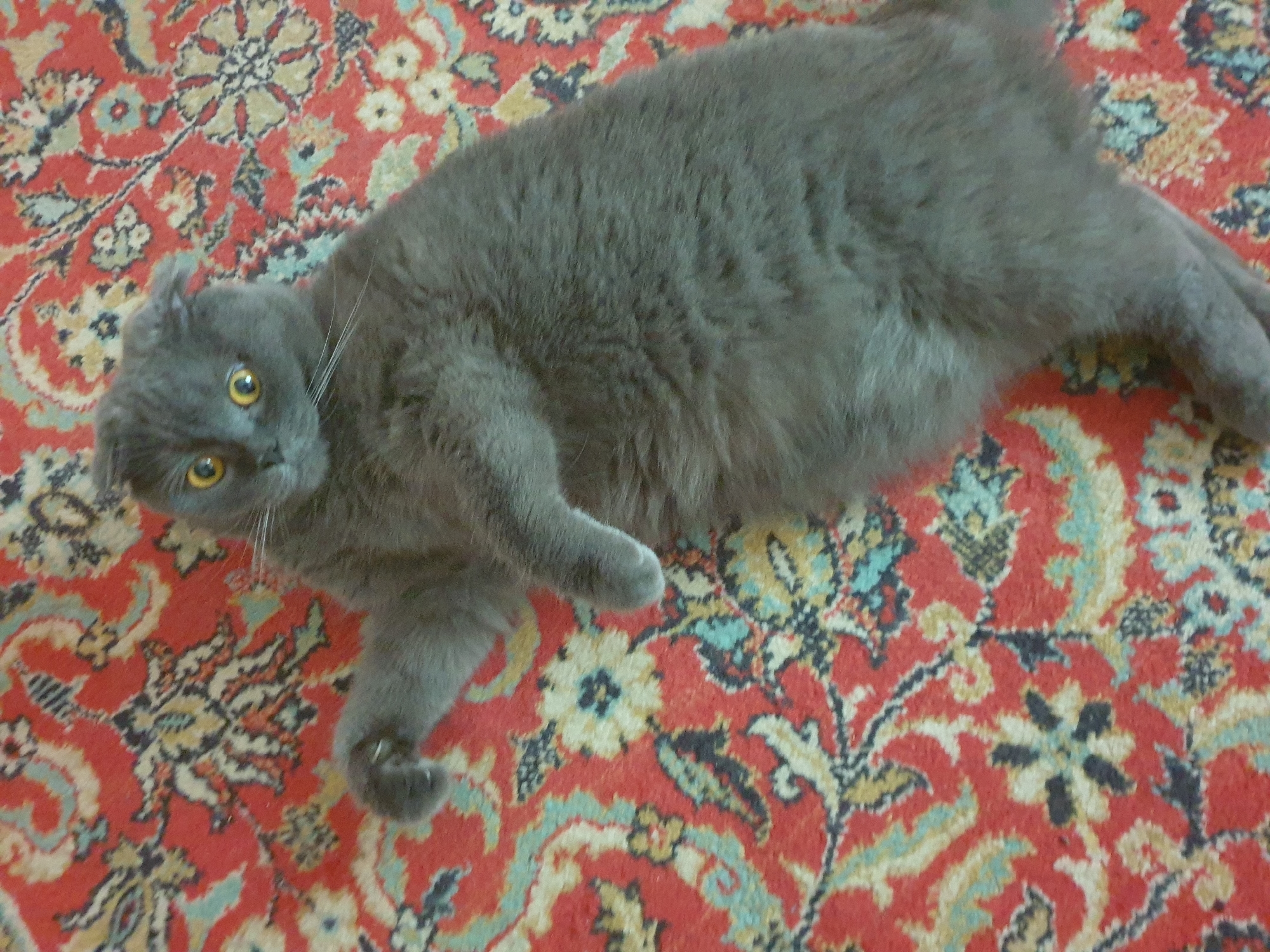 A gray Scottish Fold cat lies on its back on a red patterned carpet. The cat has yellow eyes and its ears are folded down. The cat's paws are extended, and its body is plump. The carpet has an intricate floral design with red, yellow, blue, and black colors. The image does not provide any information about the city of Lozovyi Yar, Ukraine.