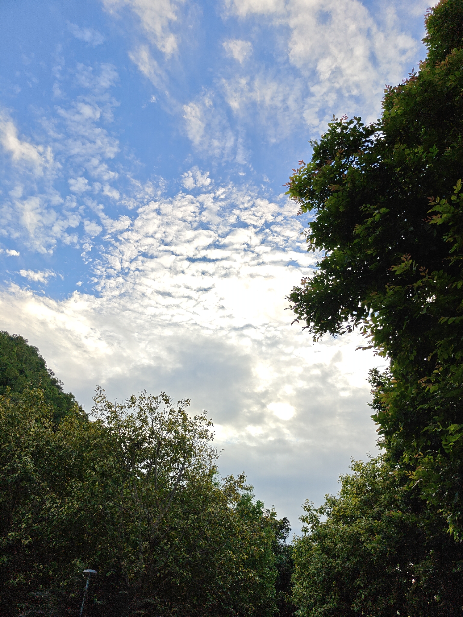 The image shows a view of the sky with scattered clouds and foliage from trees. The sky is a bright blue with patches of white clouds, some appearing wispy and others more dense. The sun is visible, peeking through a gap in the clouds, creating a soft glow. In the foreground and framing the sky are lush green trees. Some of the leaves on the trees have a reddish hue, suggesting new growth. A dark, slender lamppost is visible in the lower left corner of the image, partially obscured by foliage. The overall scene suggests an outdoor environment, likely in a park or natural area within the city of Mu Si, Thailand, given the lush greenery and bright sky. There are no people or animals visible in the image.
