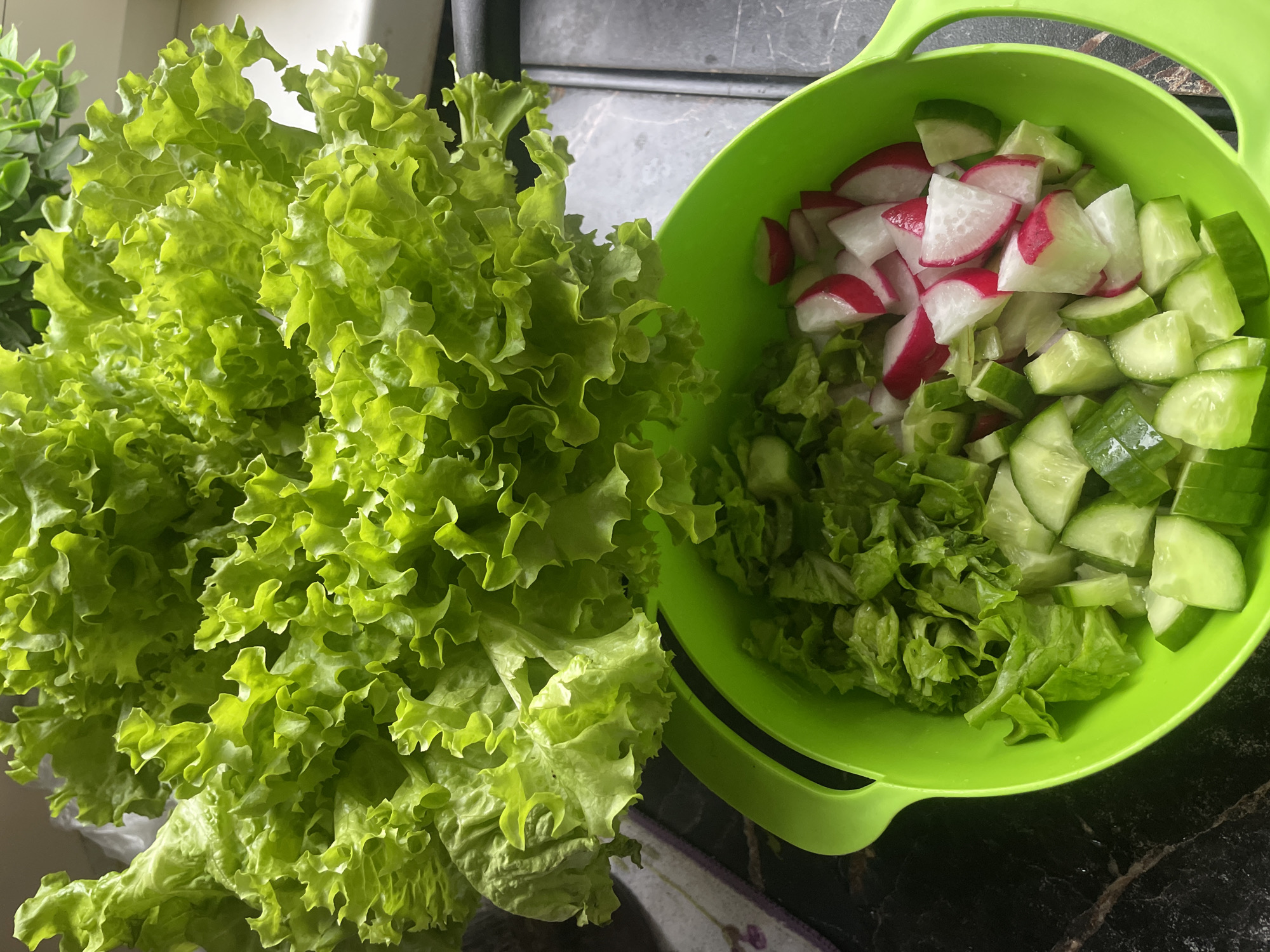 The image shows a preparation scene for a salad, consisting of a head of loose-leaf lettuce positioned next to a green colander filled with chopped ingredients. These include sliced radishes, cucumber pieces, and smaller pieces of lettuce. The scene is set on a countertop with a dark, marble-like pattern. The location in Baranovka, Russia is not evident from the image.