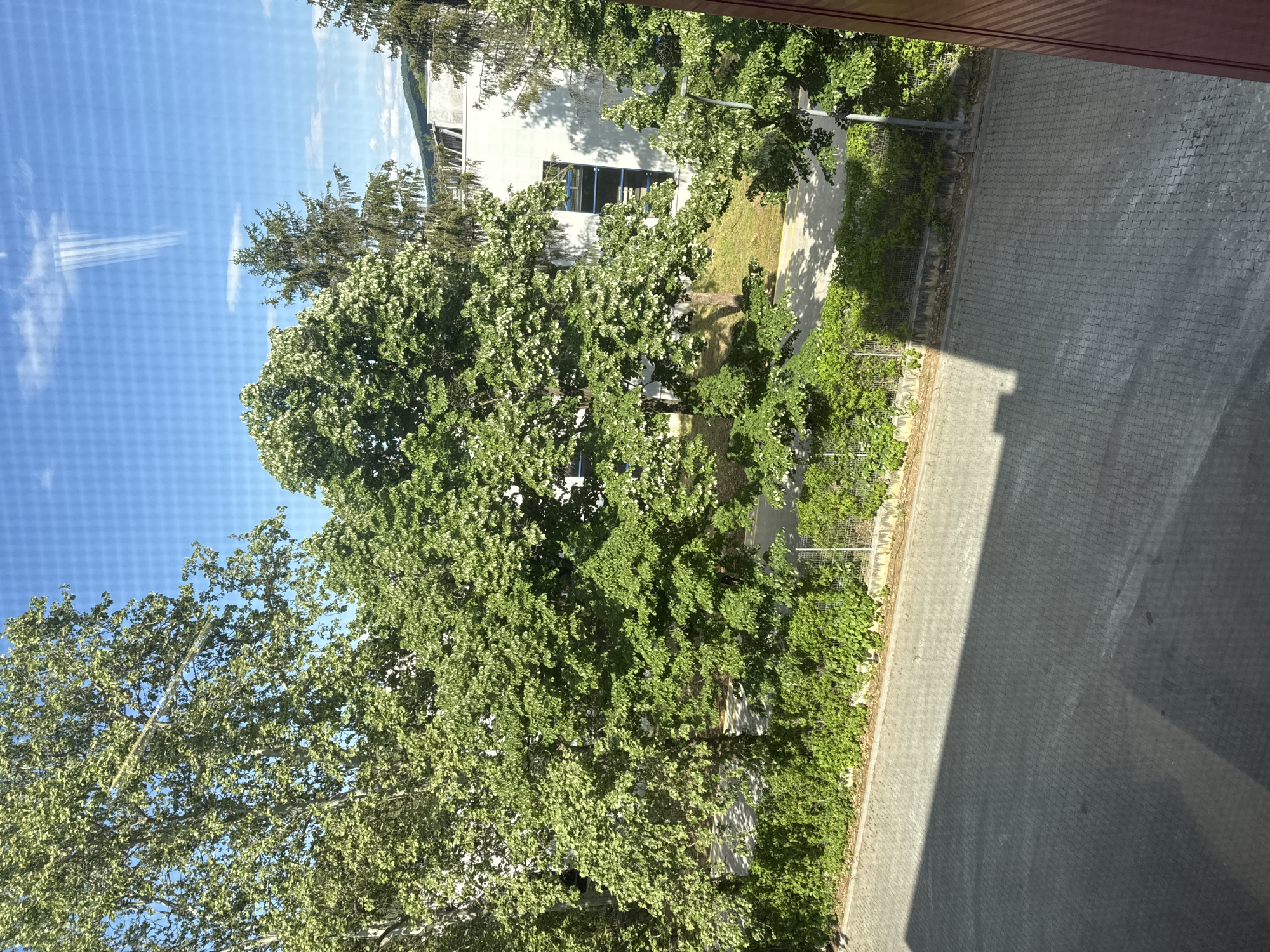 The image is a view from a building looking out onto a street lined with trees and greenery. The sky is visible through the leaves, and a building is visible in the background. A paved road is visible on the right side of the image. Based on the style of architecture and vegetation, this scene could be in Veliko Tarnovo, Bulgaria. The image does not include details about people, subjects, objects, actions, or interactions.