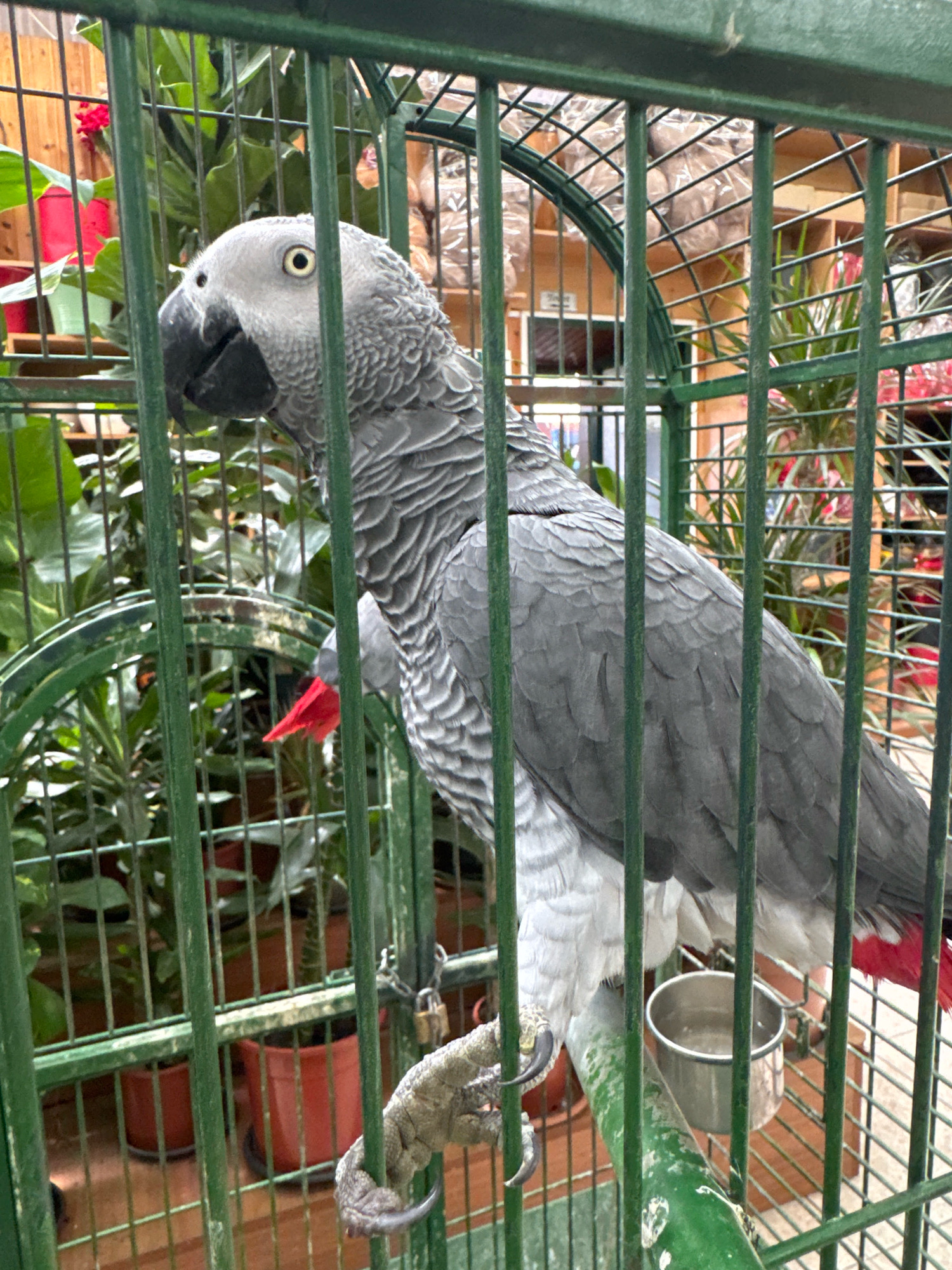 The image shows an African Grey parrot in a green cage, located in a pet store in Germasogeia Municipality, Cyprus. The parrot, predominantly grey with a red tail, is perched on a green branch inside the cage. Behind the parrot, various potted plants with green leaves and some red flowers are visible. The cage bars are green, and a metal padlock secures the cage door. In the background, shelves filled with pet supplies and other caged birds can be seen. The floor of the enclosure appears to be a terracotta color, and there are terracotta pots for plants. A small metal water dish is attached to the cage.
