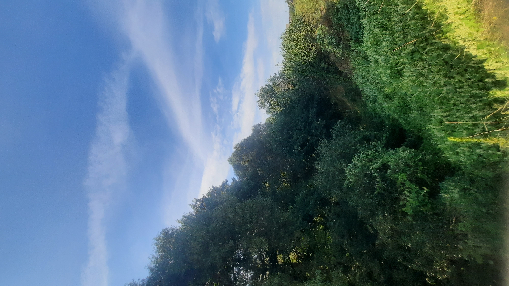 The image depicts a lush, green landscape with dense foliage and trees under a bright blue sky with scattered white clouds. The vegetation appears to be growing on a sloped terrain, with a visible dip or valley in the center. The lighting suggests it is daytime, likely late morning or early afternoon, with sunlight illuminating parts of the greenery. No people, structures, or specific landmarks are identifiable within the frame. The scene is natural and undeveloped.