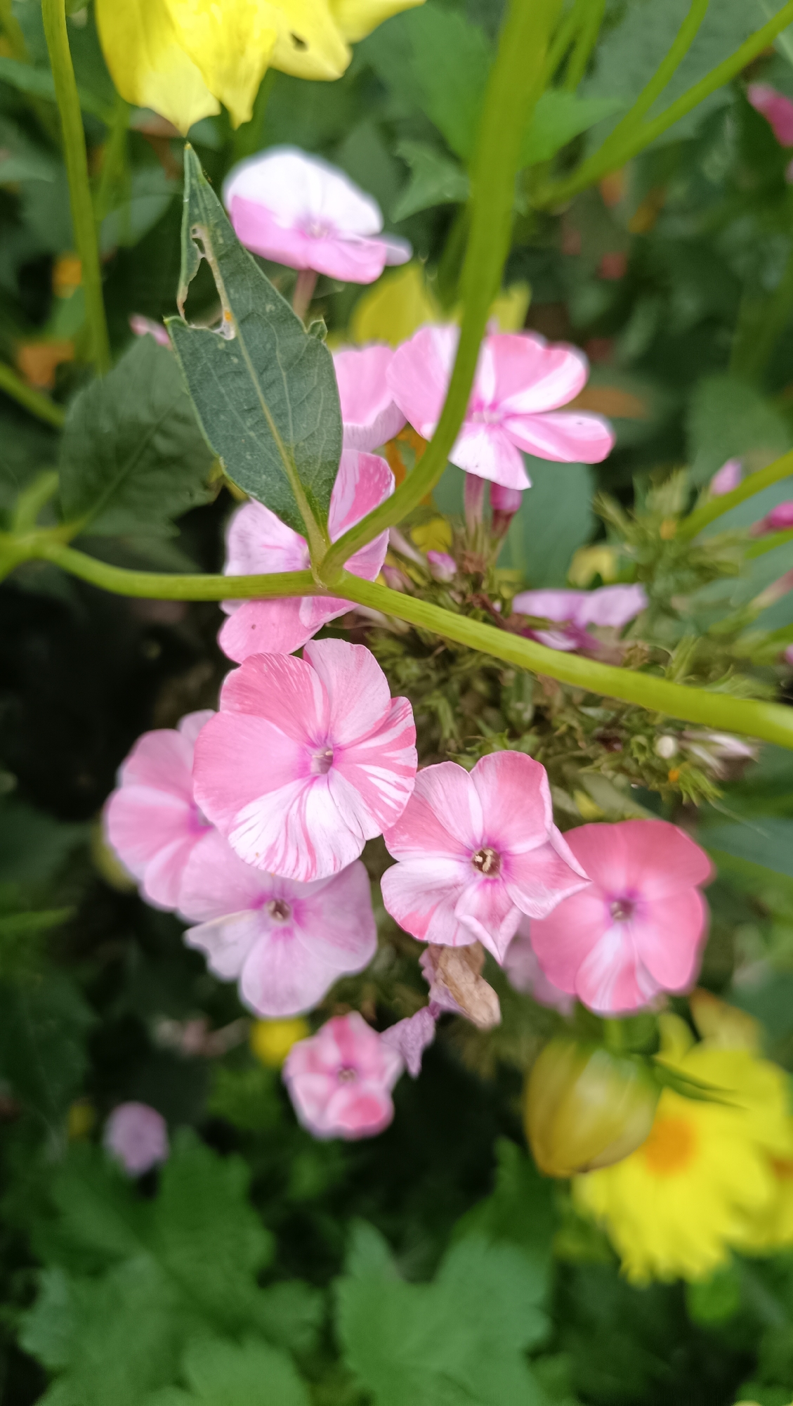 The image displays a cluster of pink and white phlox flowers in the foreground, with a stem of a yellow flower visible in the upper left and a blurred yellow flower in the lower right. The flowers are surrounded by green foliage. The scene is outdoors, likely in a garden setting. There is no information available about the specific location in the city of Karsha, Russia, or any people present.