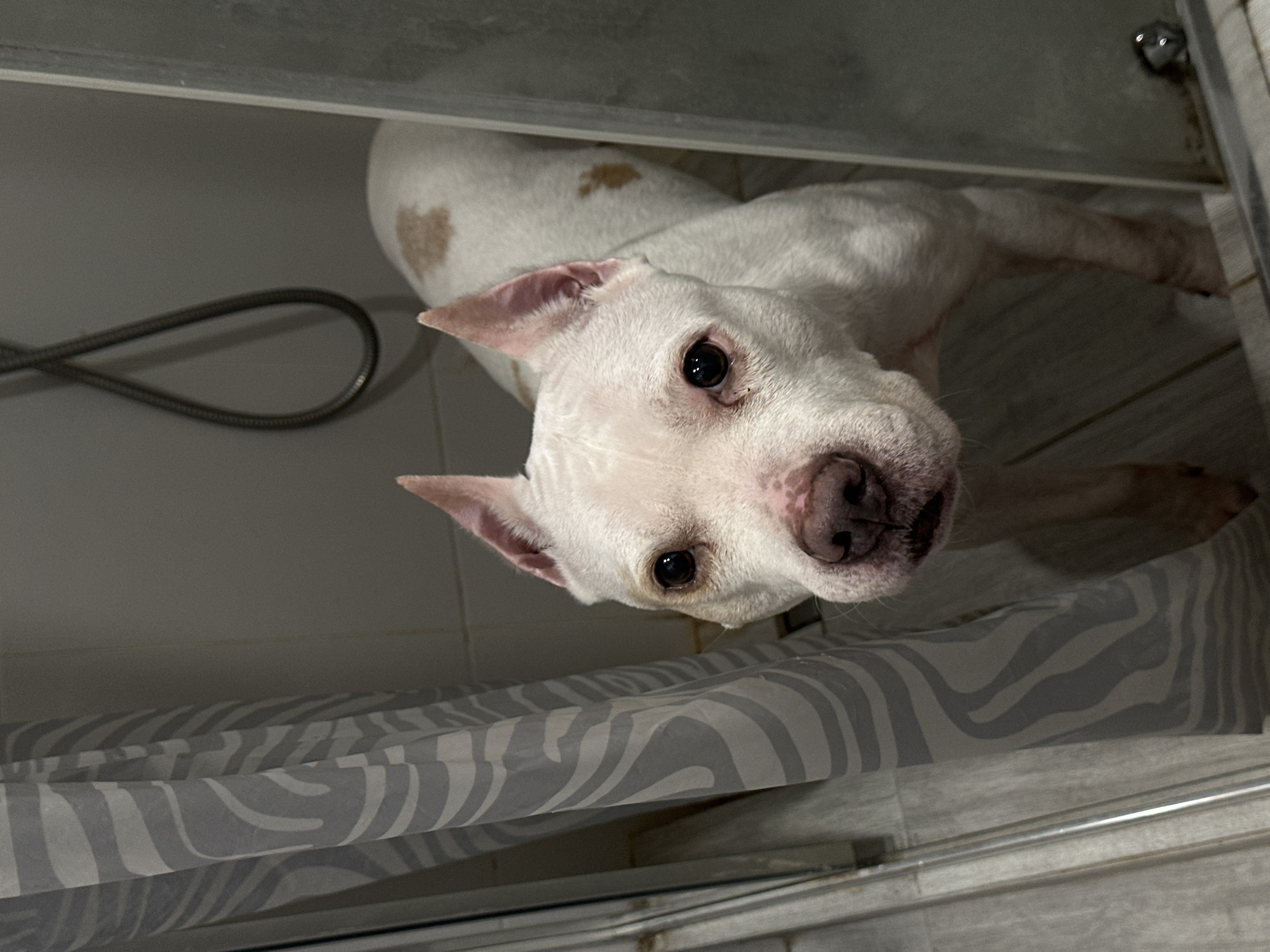 The image depicts a white dog, likely a Pit Bull or a similar breed, looking up attentively from inside a shower stall. The dog has prominent dark eyes and a black nose, with small light brown or tan patches of fur on its back, one of which is visible behind its head. Its ears are erect and slightly pointed. The fur around its eyes and snout appears somewhat damp, suggesting it might be mid-bath or has just finished.
To the left of the dog, a coiled metallic shower hose is visible against a light grey tiled wall. A grey and white zebra-patterned shower curtain is drawn across the lower portion of the frame, and a metallic frame, possibly for a shower door or enclosure, runs along the right edge of the image. The overall setting is a bathroom, likely illuminated by indoor lighting, giving a soft and somewhat muted tone to the scene. The dog's expression conveys curiosity and calmness. No text is visible in the image. The provided location context for this scene is Sochi, Russia.