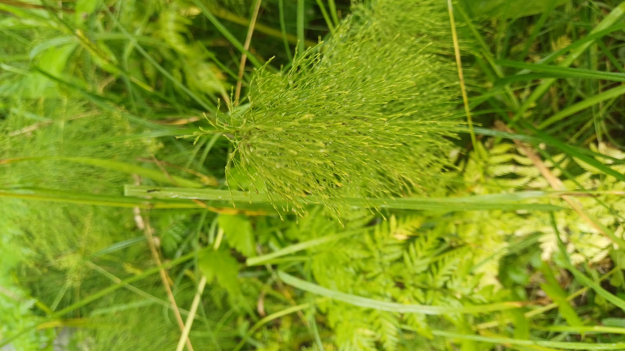 The image is a close-up, eye-level shot of lush green vegetation, likely in a natural or semi-natural environment. The dominant elements are tall, thin blades of grass and feathery, lighter green plants that appear to be horsetails. The foliage is dense and vibrant, suggesting a healthy ecosystem. The lighting is natural, indicating it was taken outdoors during the day. The focus is on the intricate textures and varied shades of green within the plants. There is no indication of human presence or activity, nor any specific landmarks that would pinpoint a location within Izhevsk, Russia. The scene depicts a typical natural setting that could be found in various parks, fields, or undeveloped areas within the city.