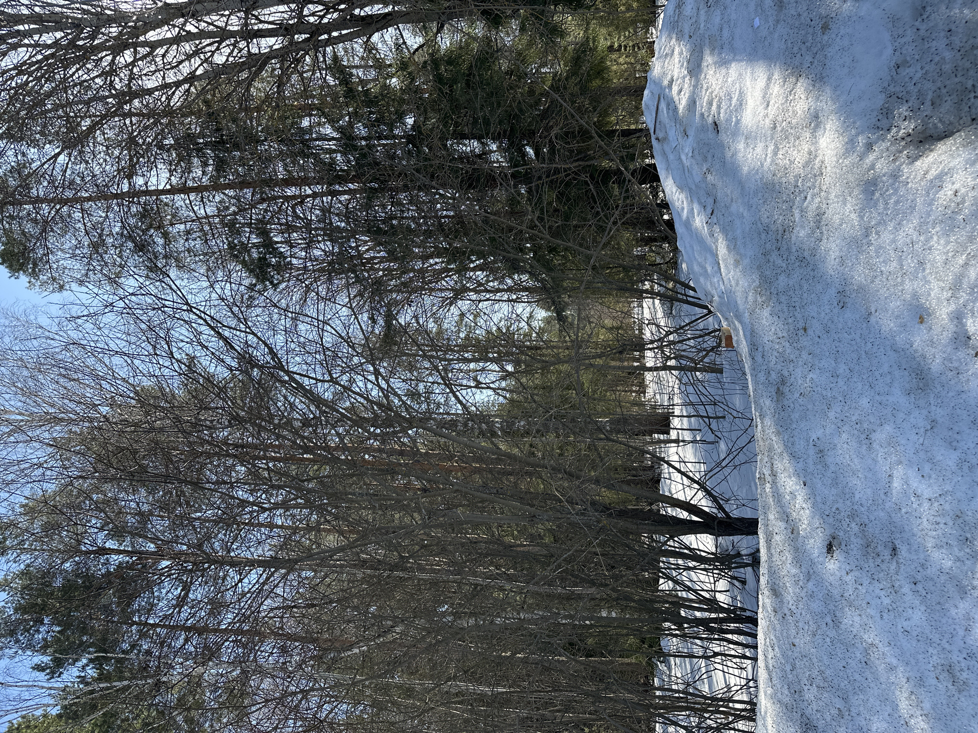 The image depicts a winter landscape in Прикамский, Russia. A large snowdrift dominates the right side of the frame, its surface textured with shadows and visible impurities. To the left, a dense thicket of bare trees stretches towards the background, some retaining sparse green foliage. The tree trunks are dark against the lighter snow-covered ground visible between them. The sky is partially visible through the branches, appearing light blue. No people or animals are visible. The overall scene conveys a cold, wintery atmosphere with a focus on the interplay of snow and trees.