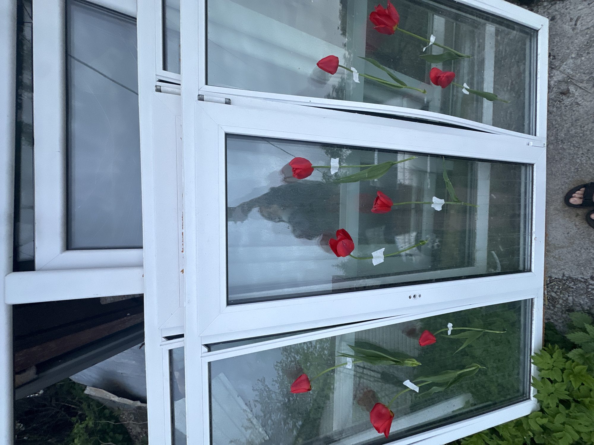 The image depicts three white-framed windows stacked outdoors. Red tulips are taped to the glass of the windows, appearing to be taped from the inside. The background reflects an outdoor setting, including greenery and what appears to be a cloudy sky. The ground shows a mix of gravel and vegetation. To the top right of the image, the right side of the window frame cuts the visibility of the feet wearing black sandals. The location, Nizhny Novgorod, Russia, is not directly visible or inferable from the image; thus, it cannot be confirmed.